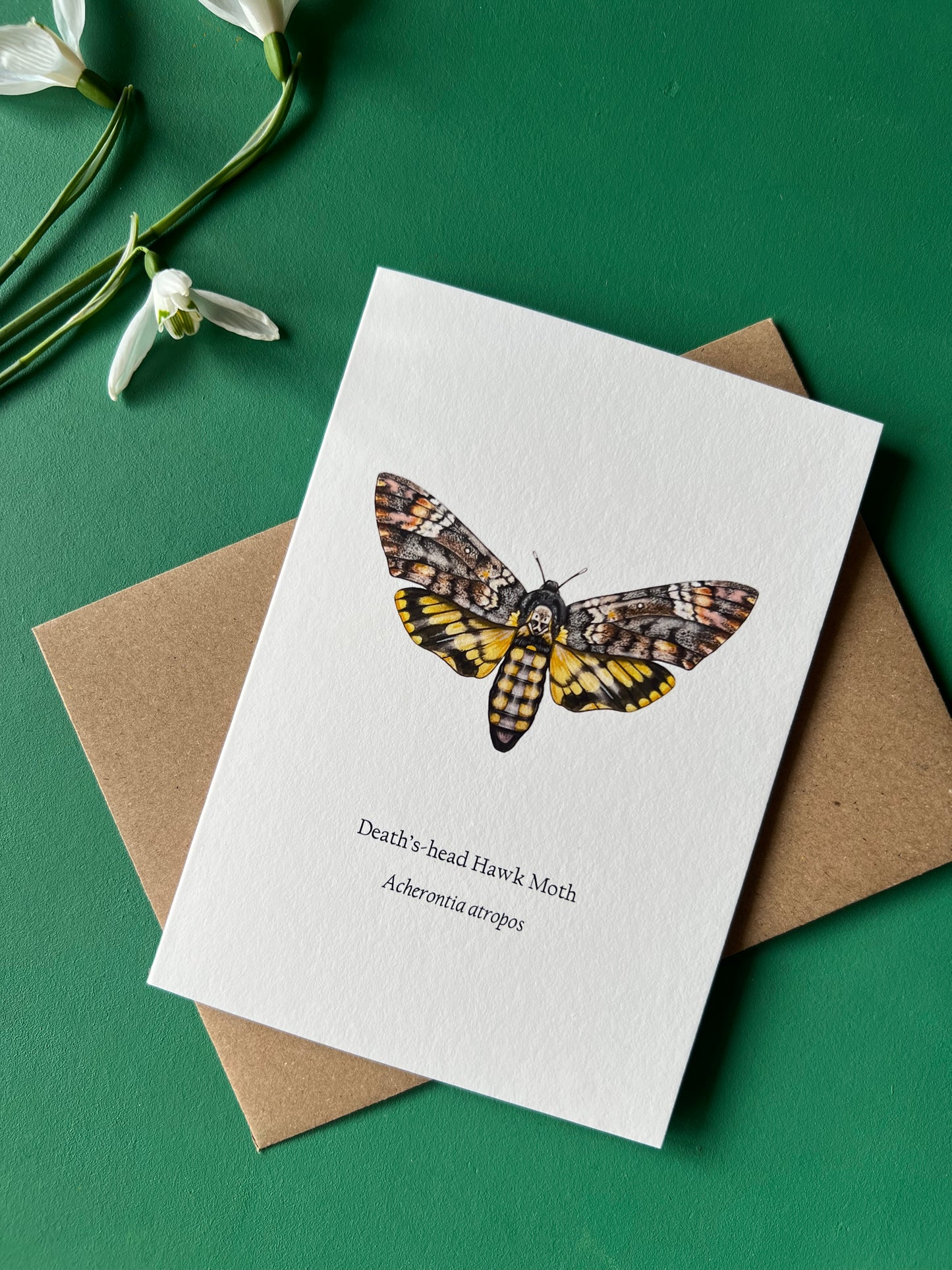Deaths-head Hawk Moth Card