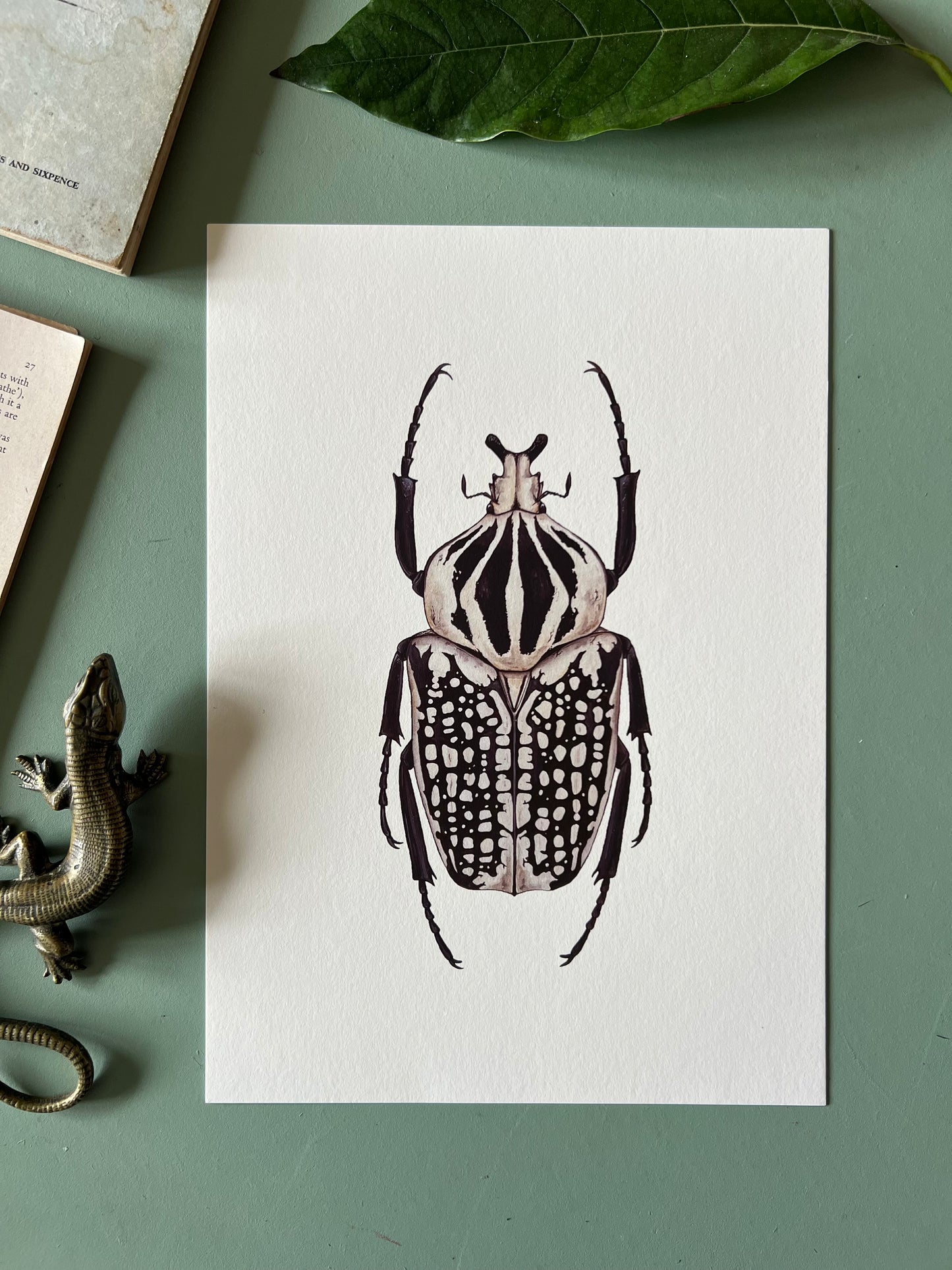 Goliath orientalis Print
