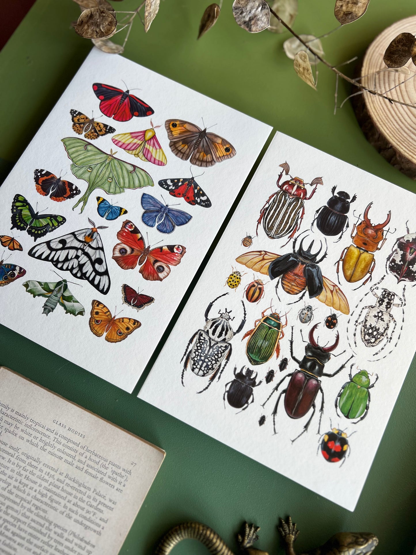 Beetles and Moths and Butterflies Print Set