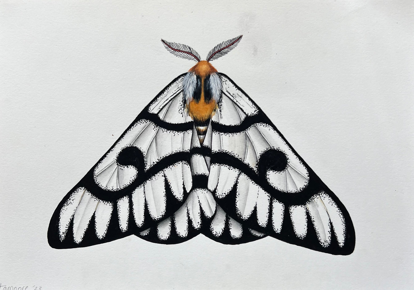 Hera Moth 8.3” x 11.7”