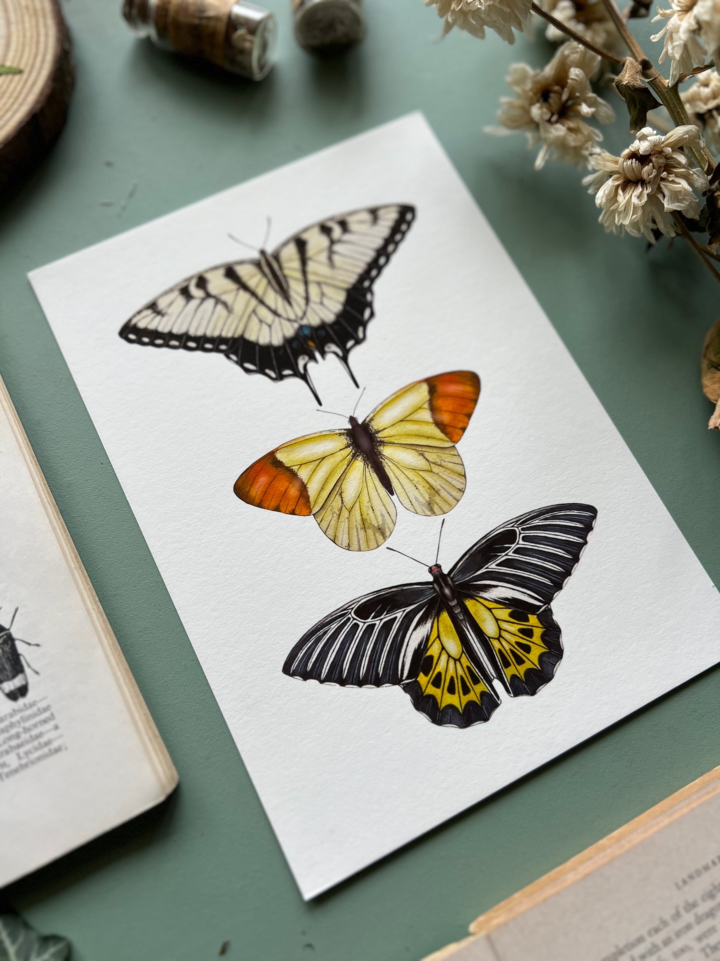 Yellow Butterfly Species