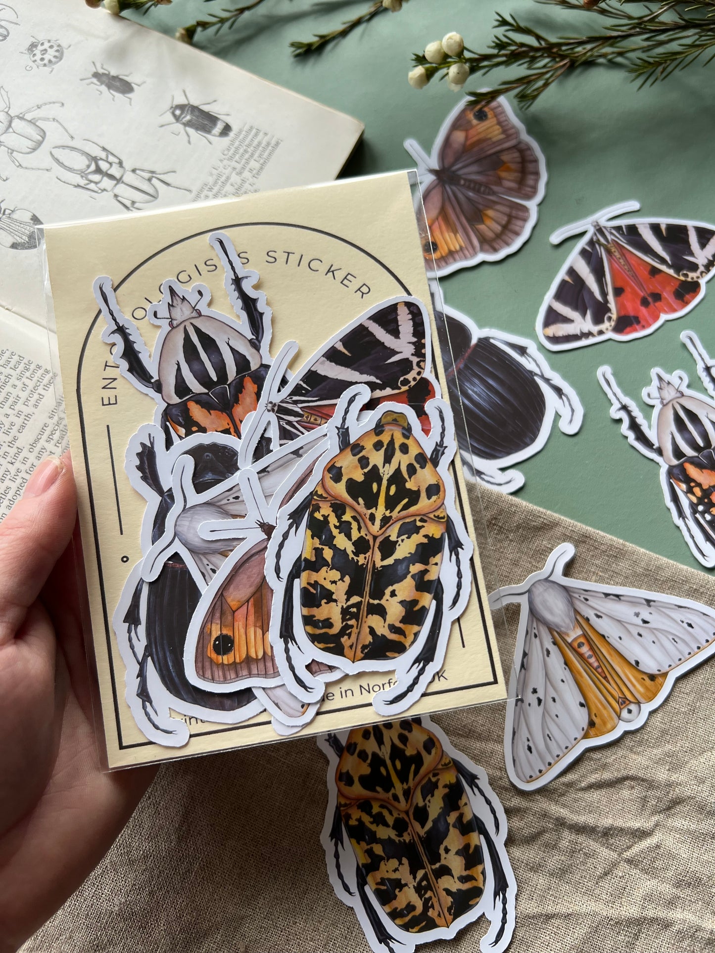 Entomology Sticker Set