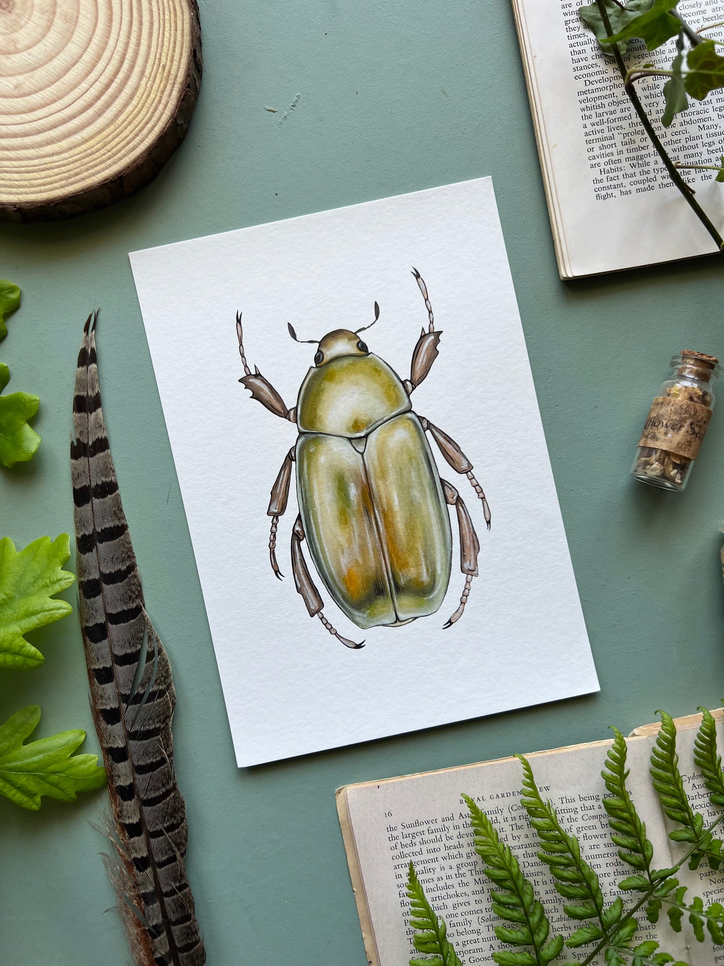 Golden Jewel Scarab // Chrysina resplendens