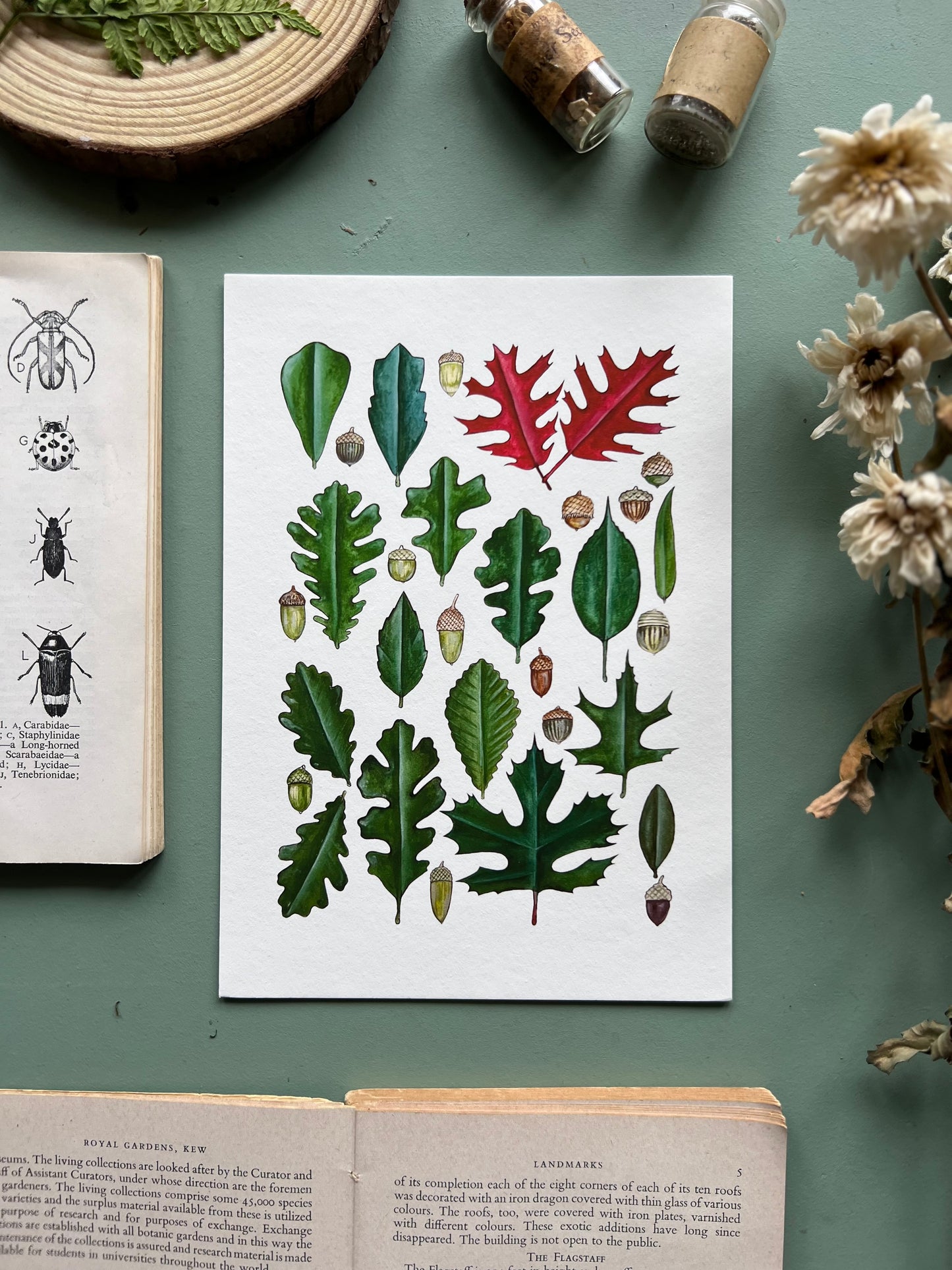 Oaks from around the World, Fine Art Print