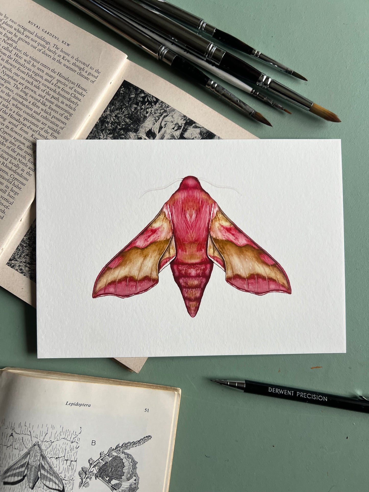 Small Elephant Hawk moth
