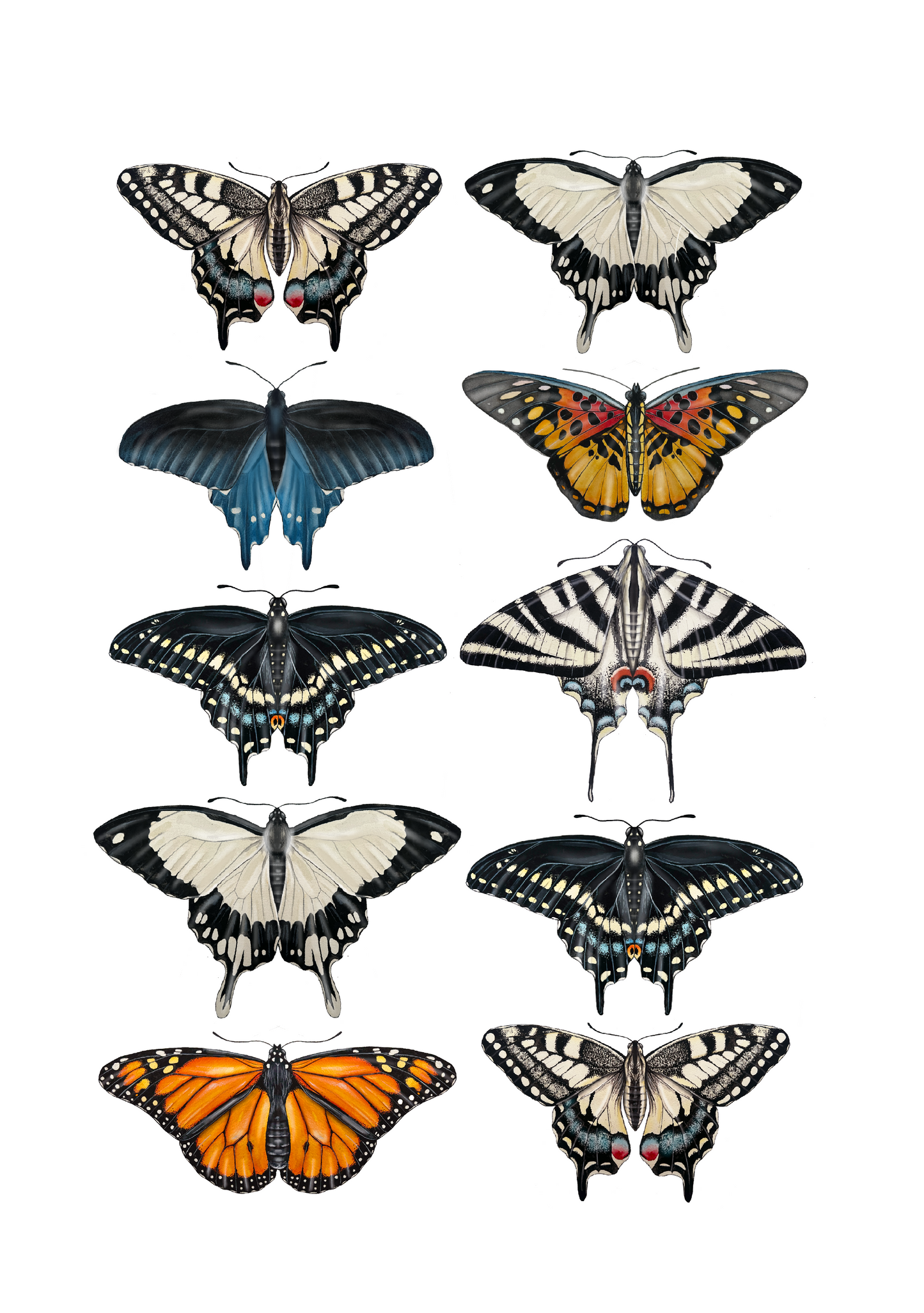 Butterflies