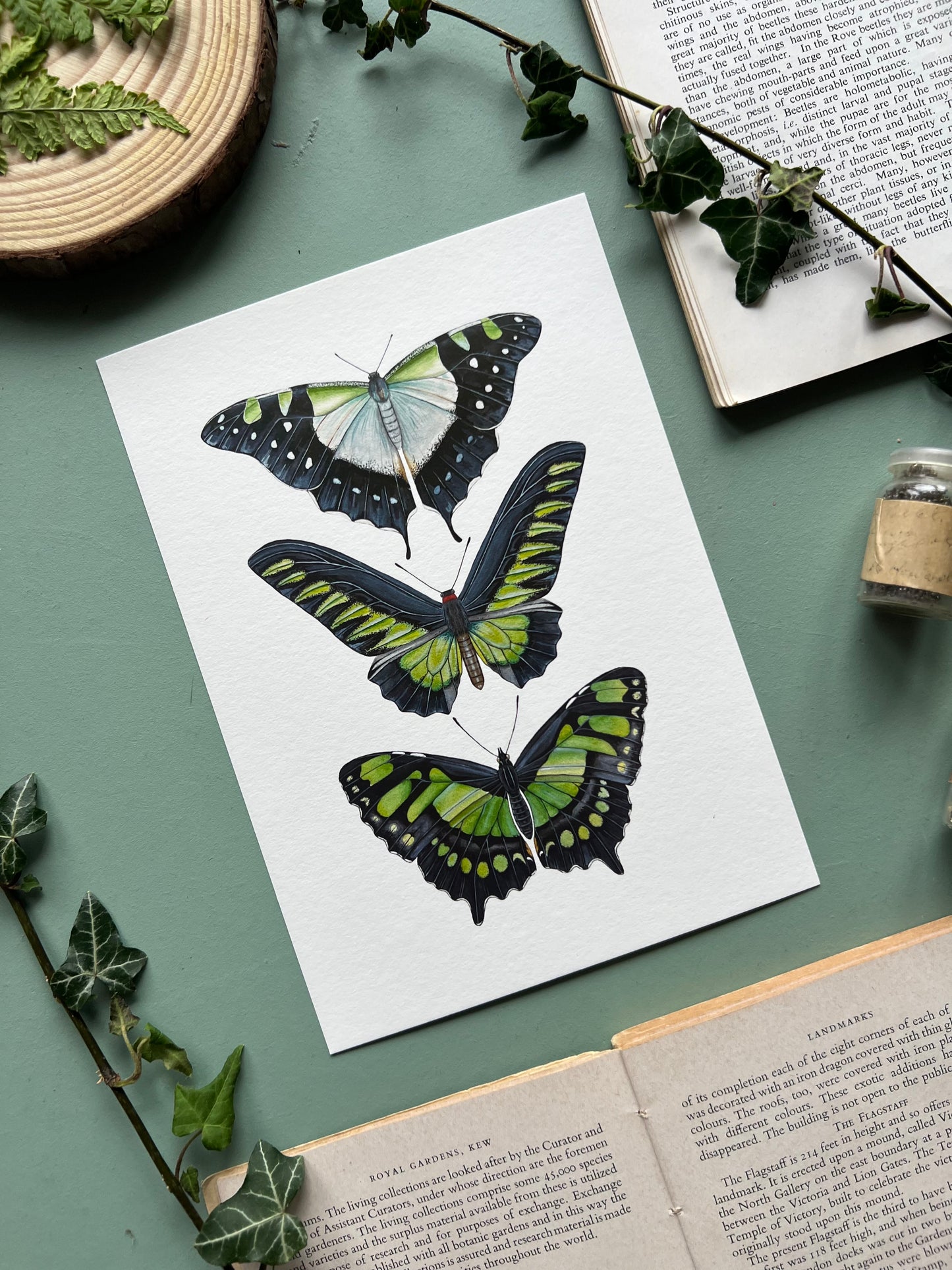 Green Butterfly Species