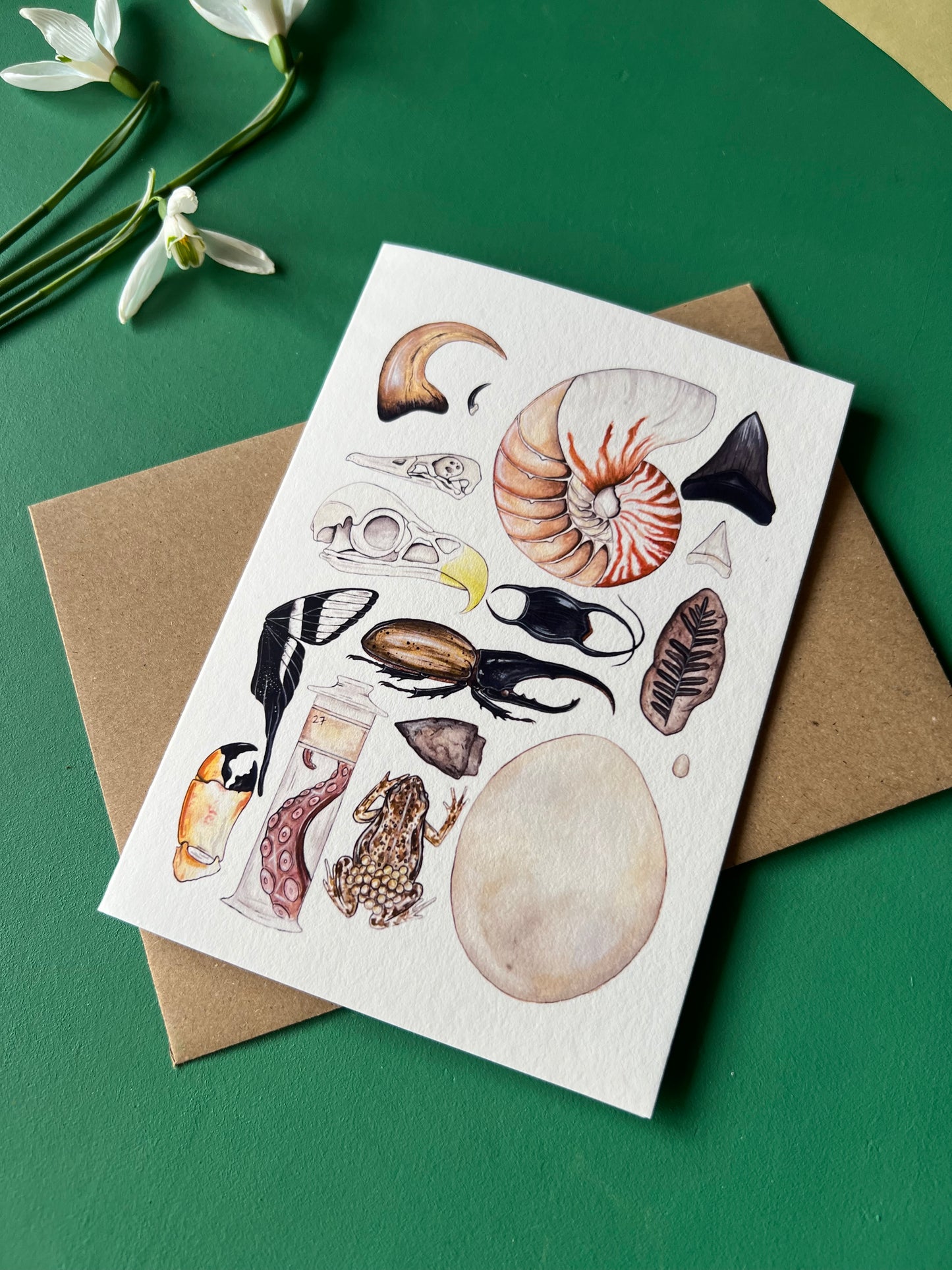 Natural Curiosities Card