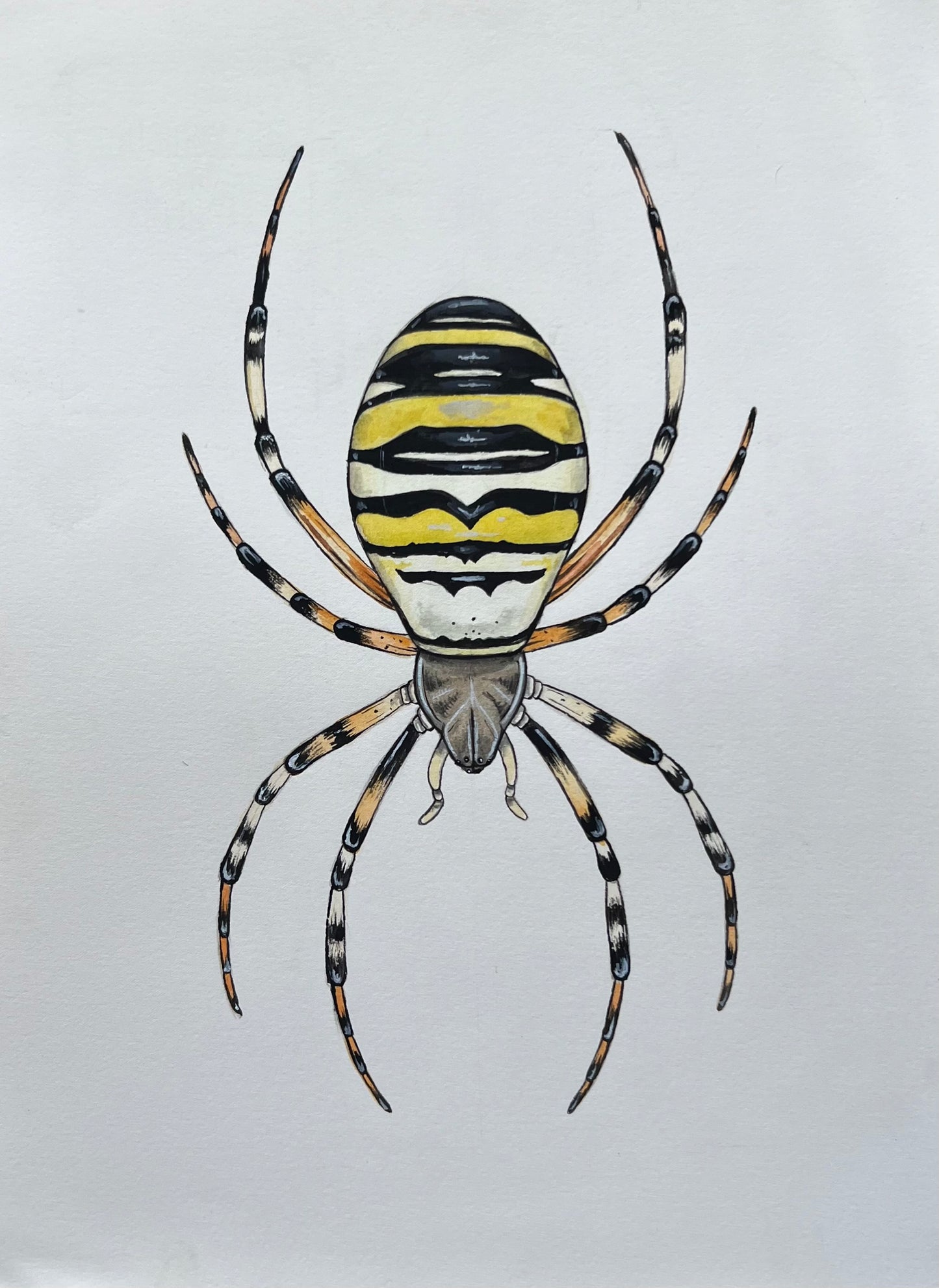Wasp Spider