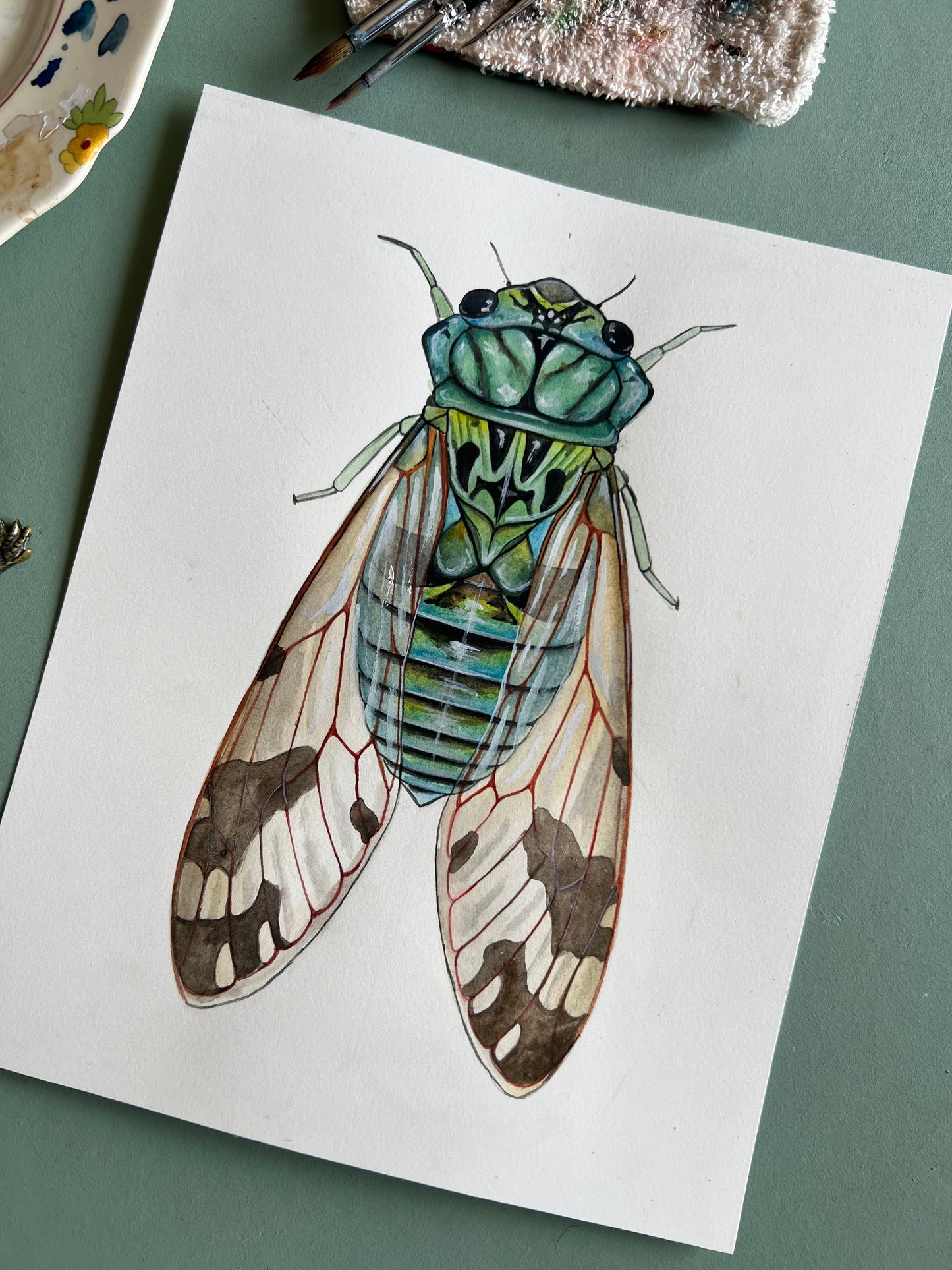 Cicada Original 8”x10”