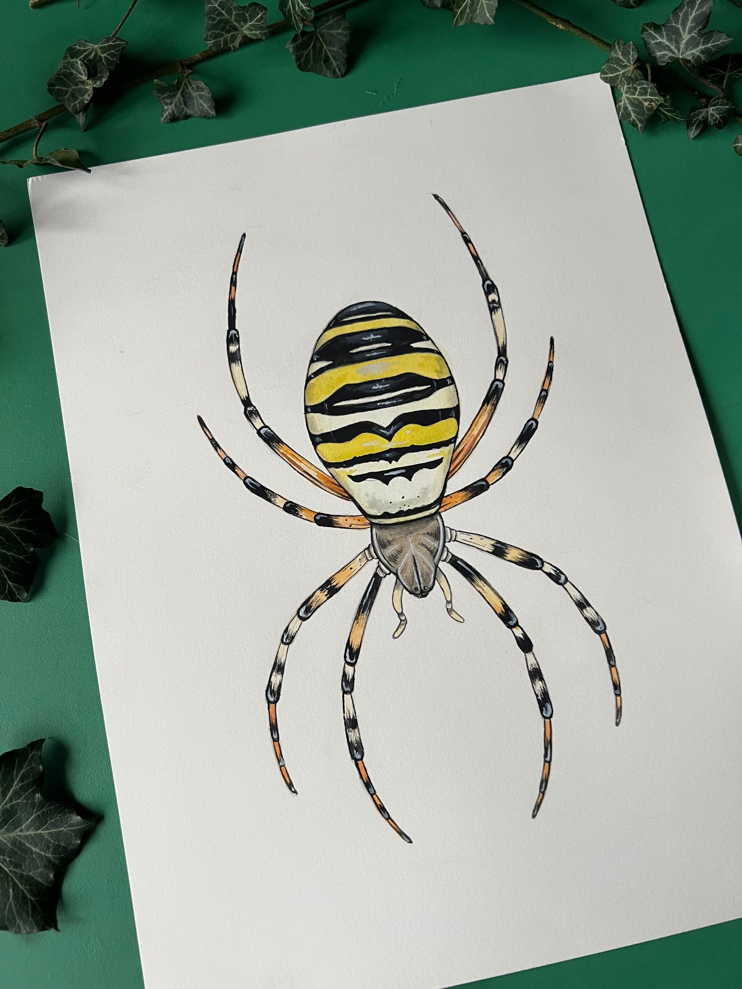 Wasp Spider