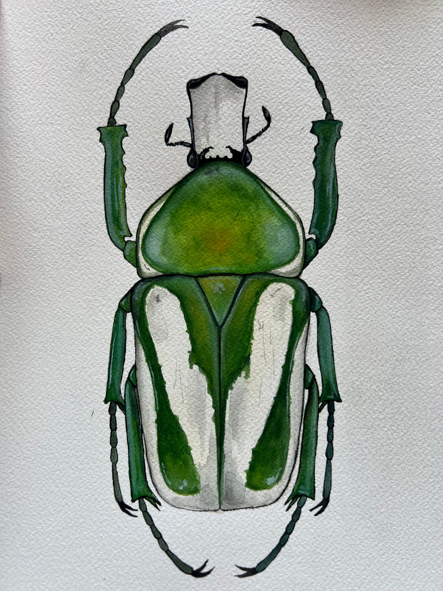 Regal Fruit Chafer