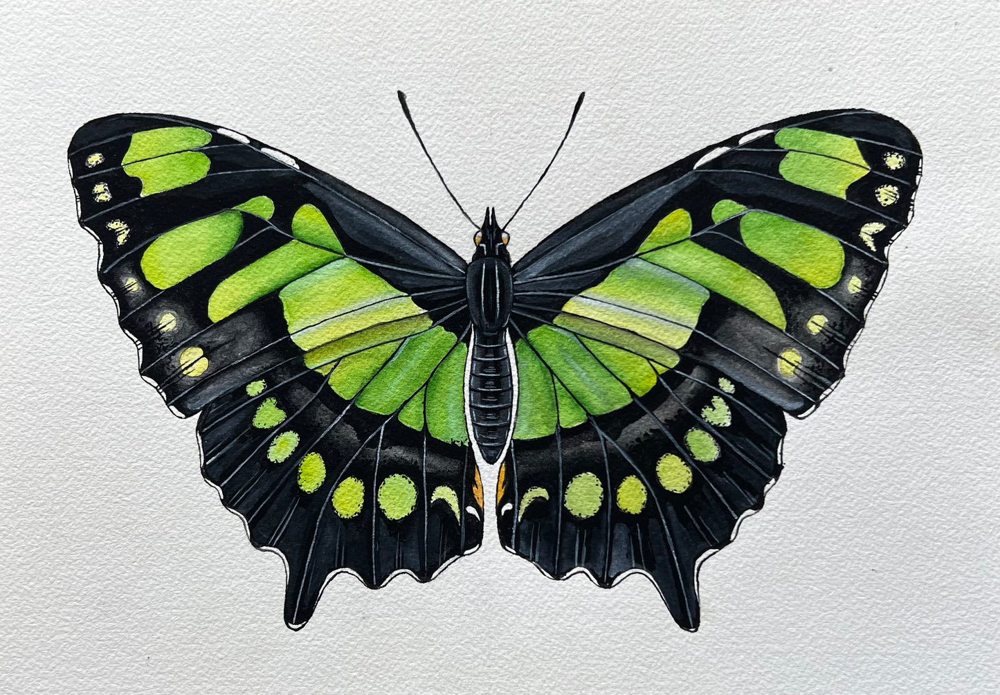 Malachite Butterfly