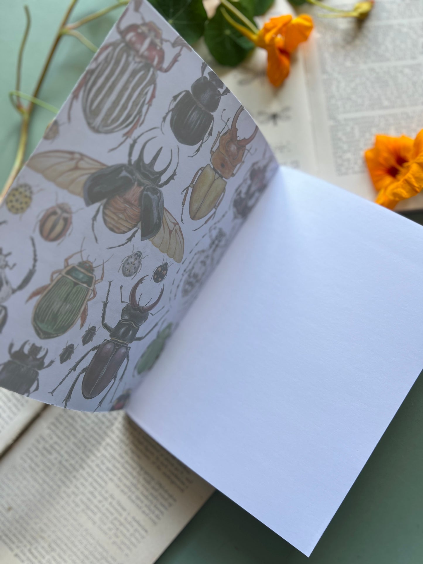 Beetle Notebook