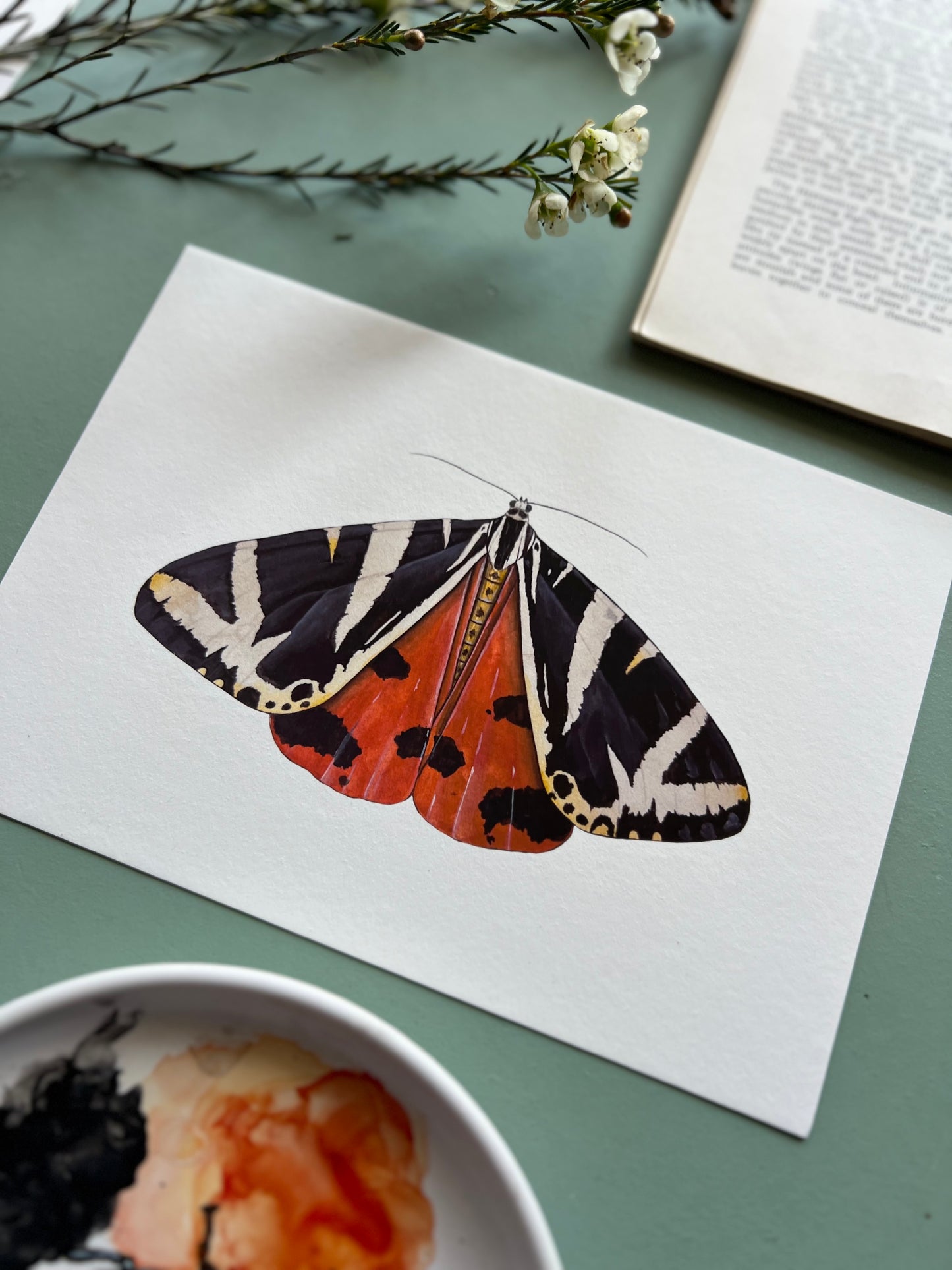 Jersey Tiger Moth