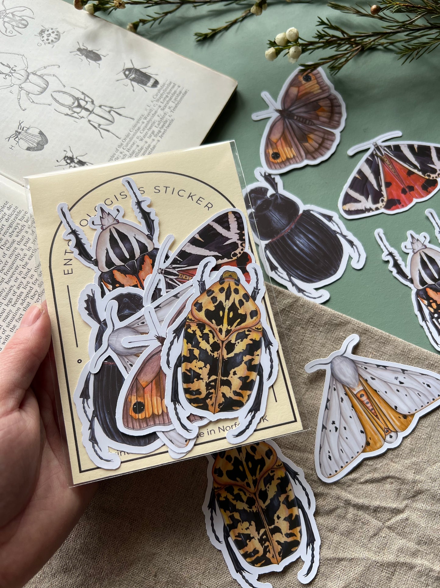 Entomology Sticker Set