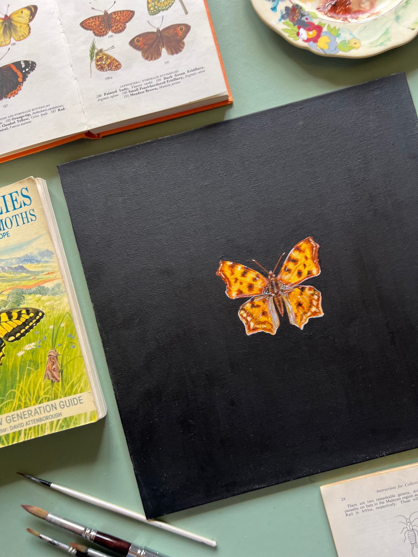 Comma Butterfly