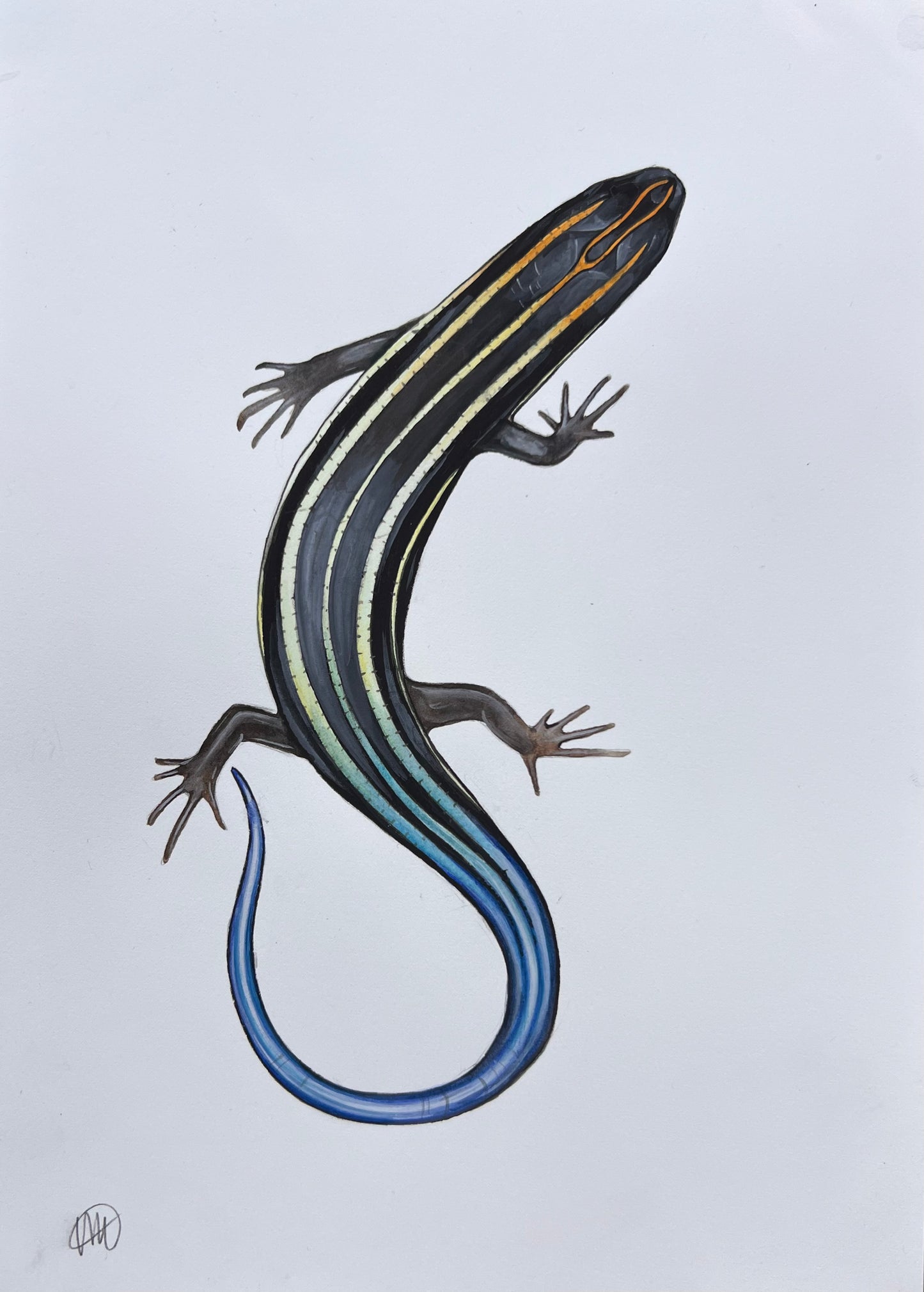 Blue-tailed Skink