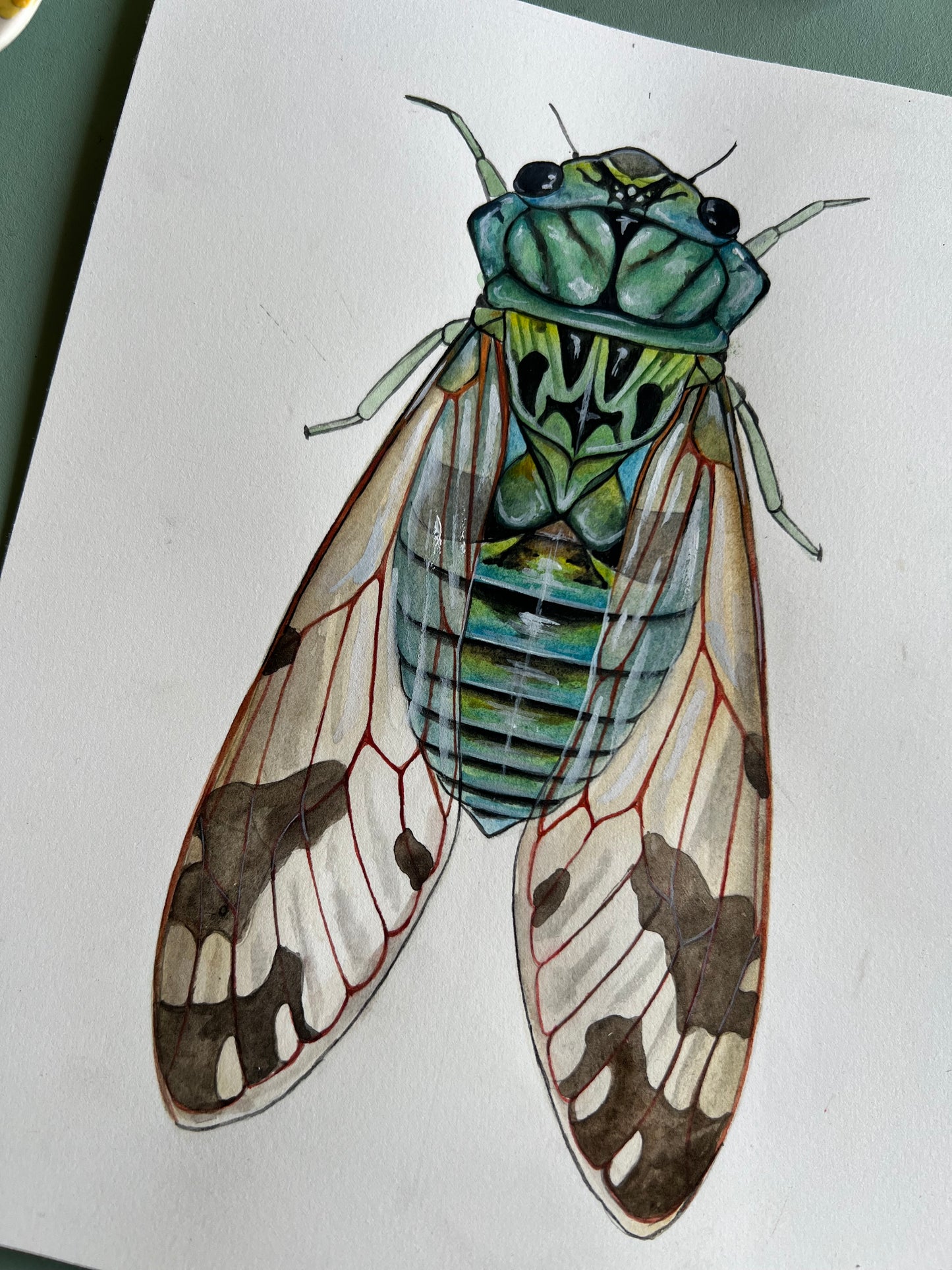 Cicada Original 8”x10”