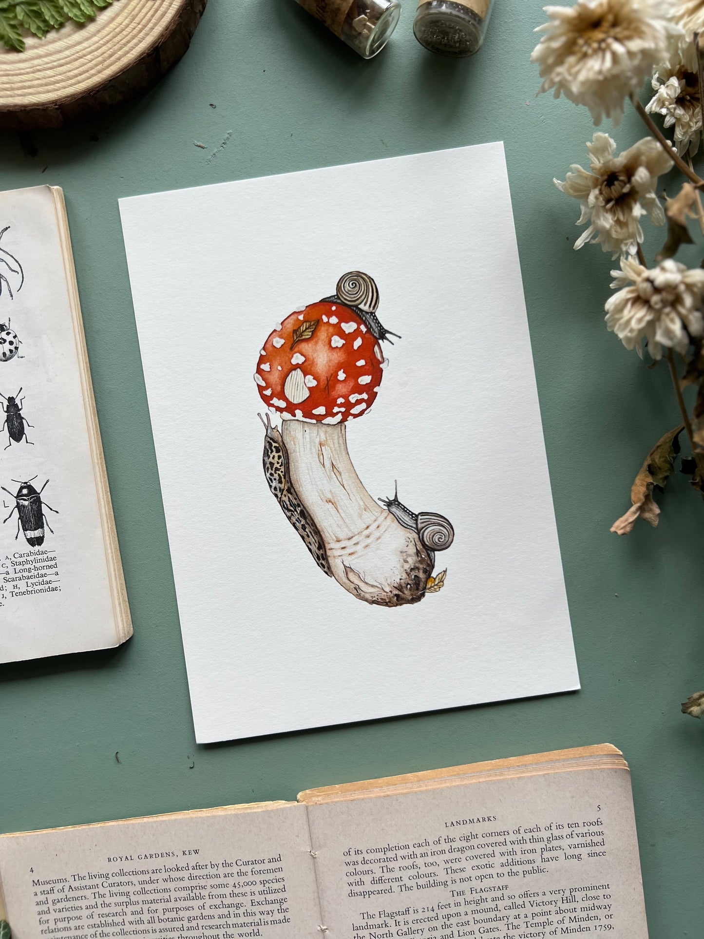 Amanita muscaria, Leopard Slug and White-lipped Grove Snails Print