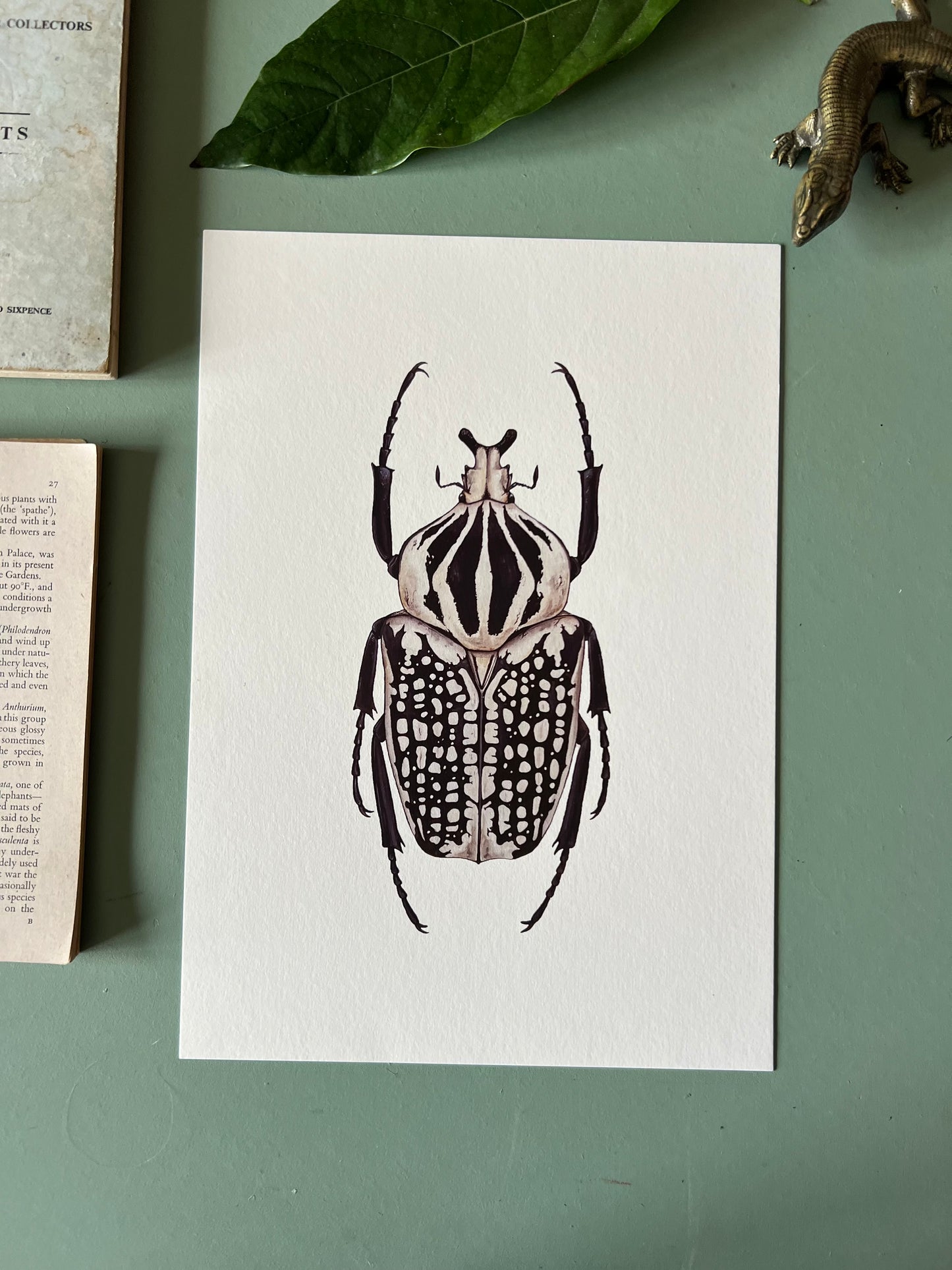 Goliath orientalis Print