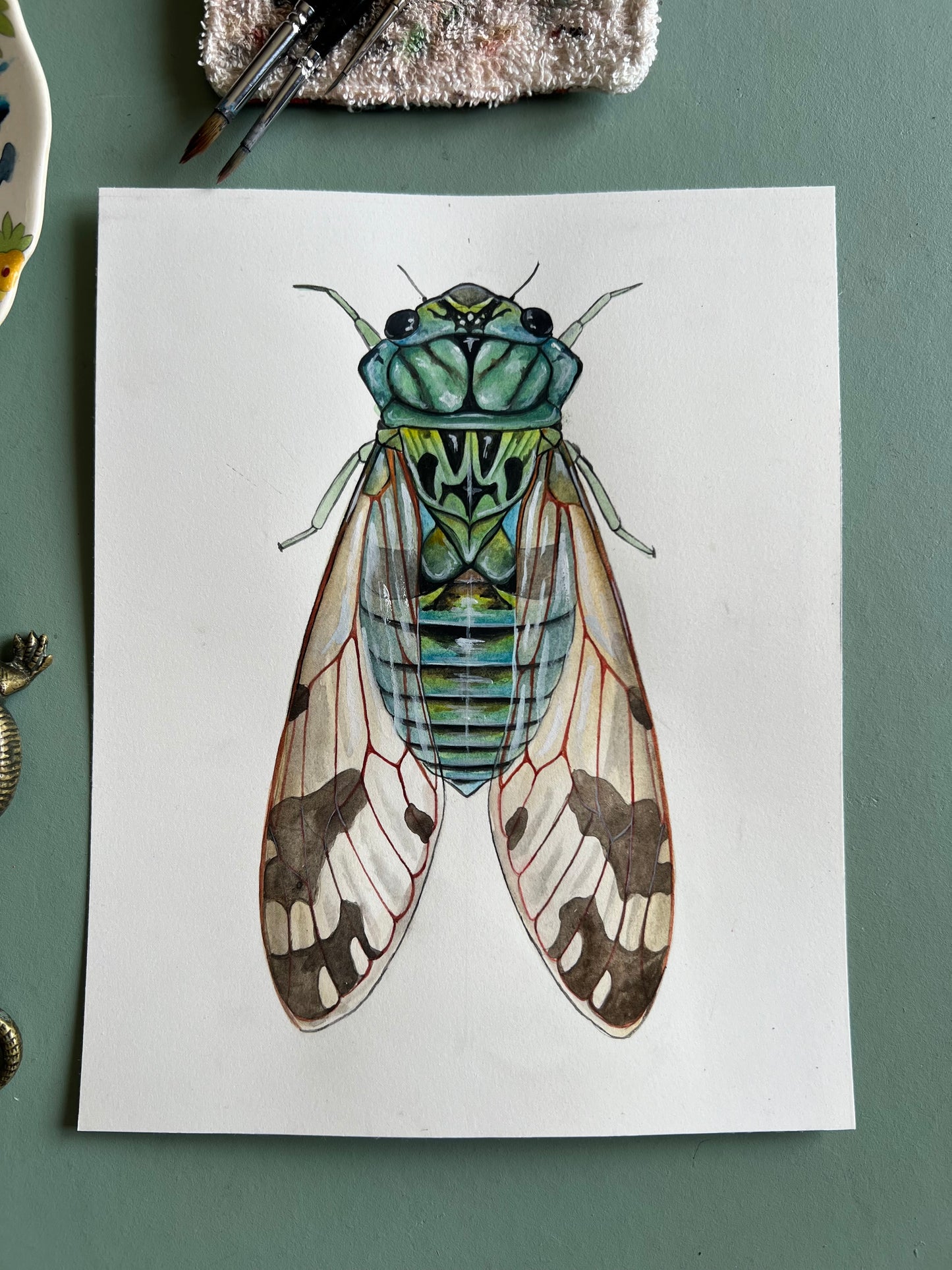 Cicada Original 8”x10”