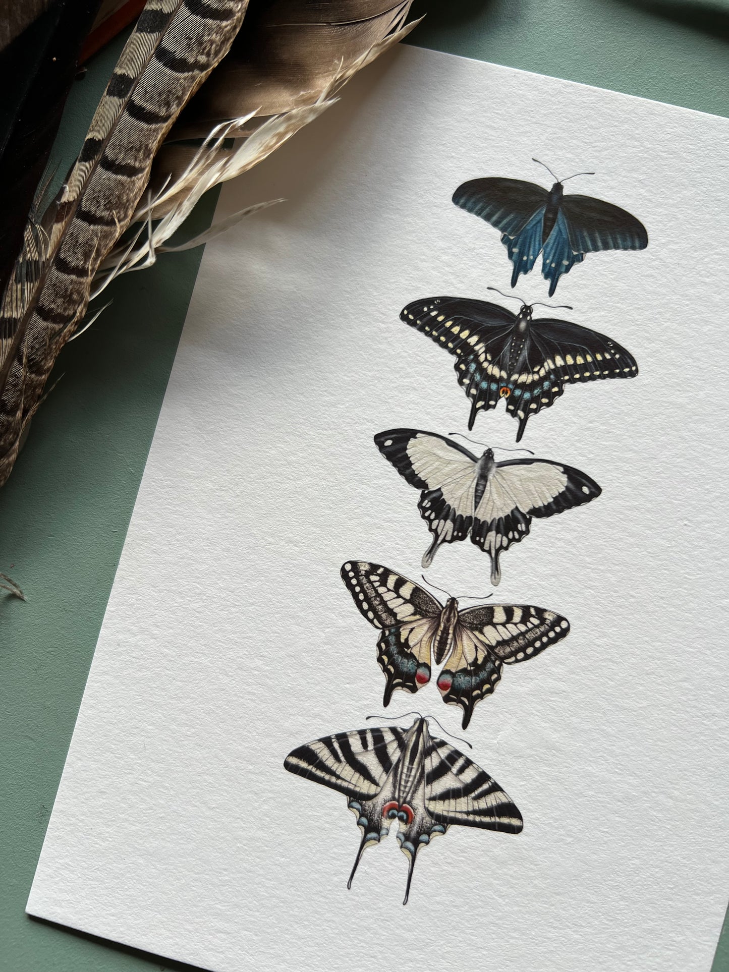Swallowtail Species Print