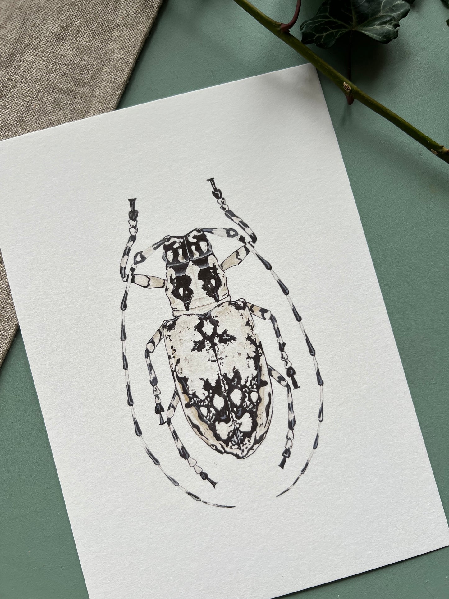 Longhorn Beetle