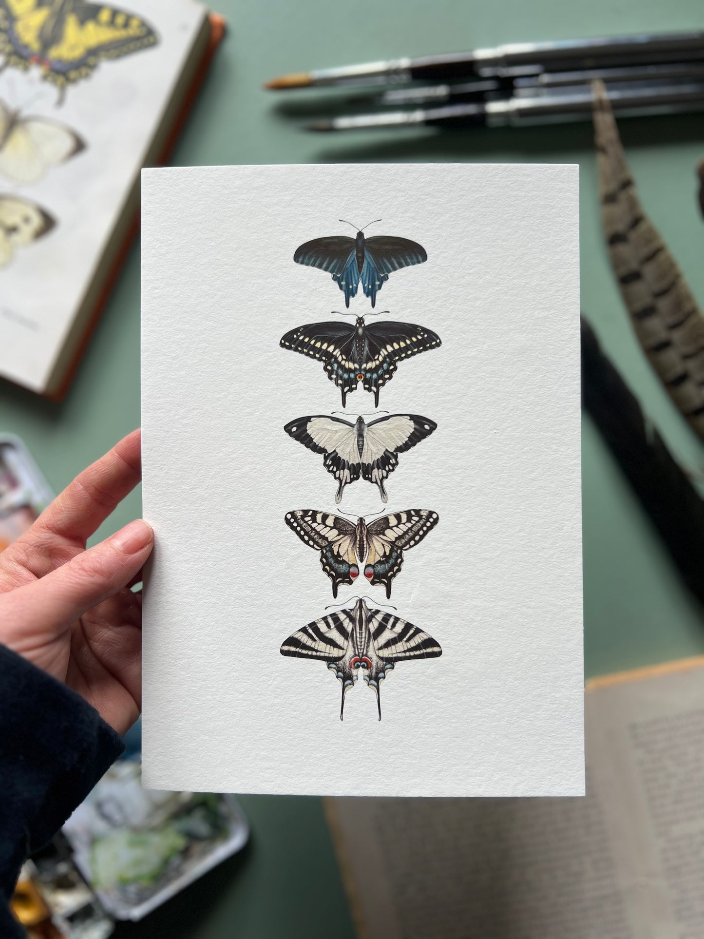 Swallowtail Species Print