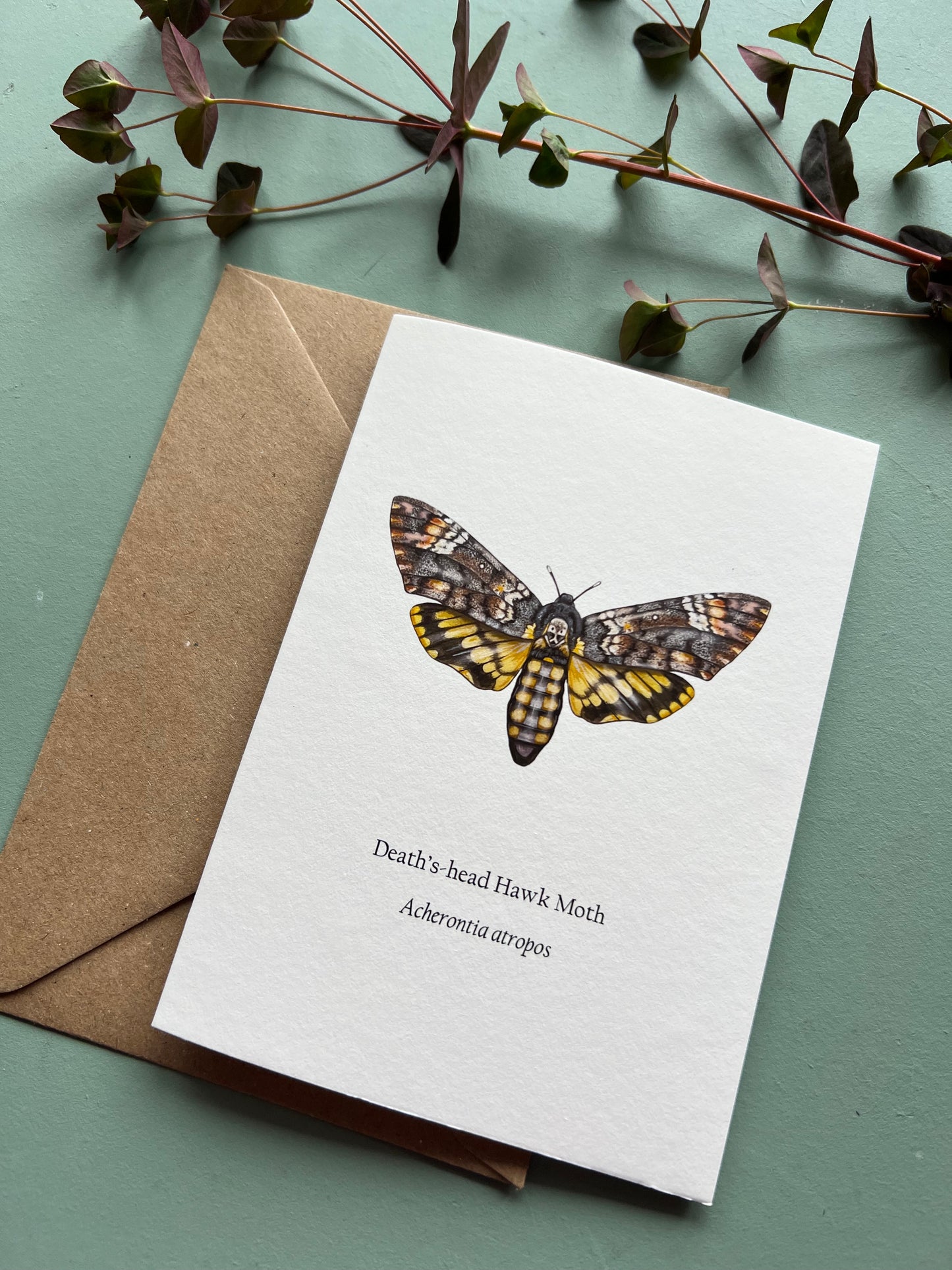 Deaths-head Hawk Moth Card