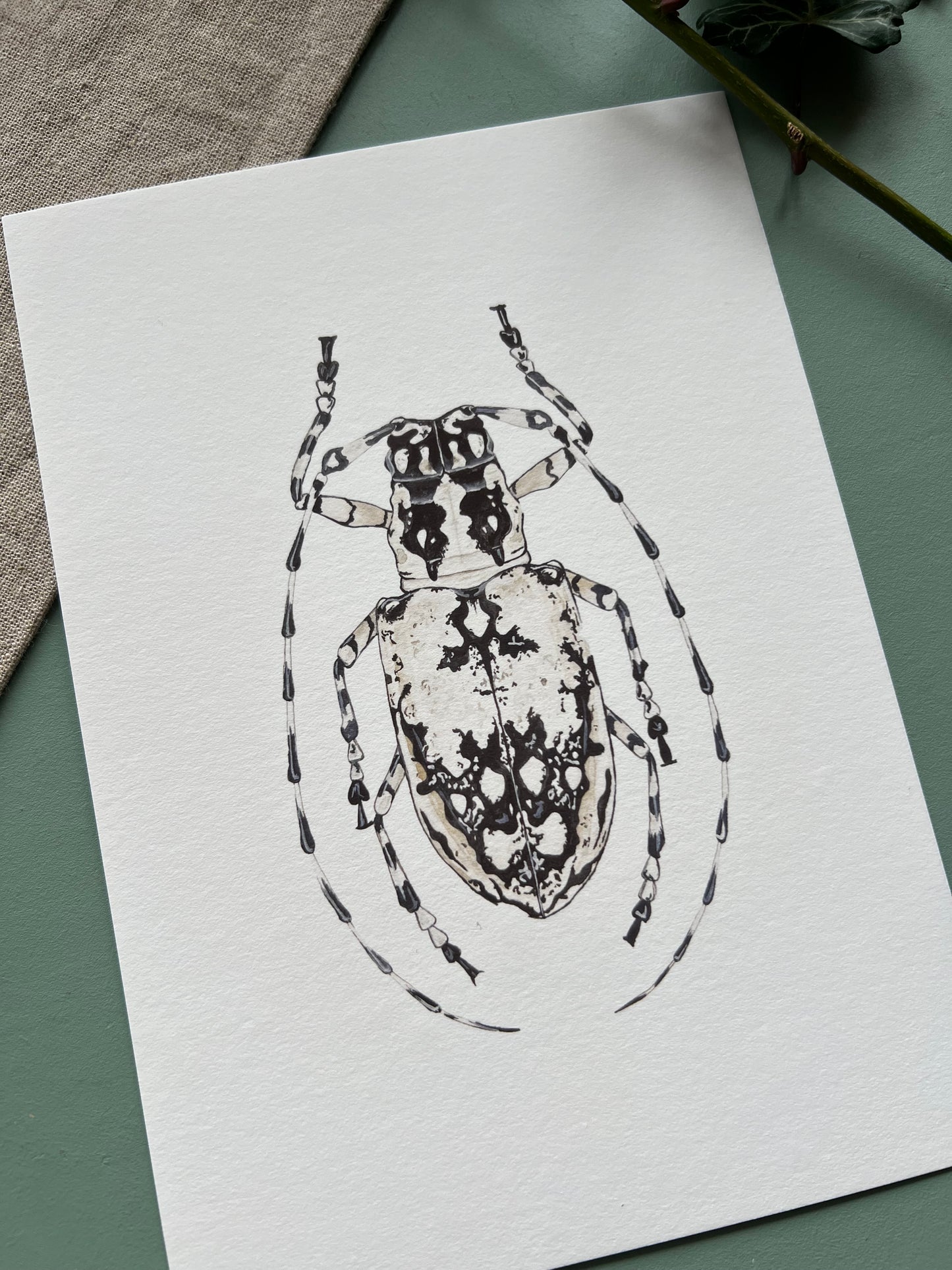 Longhorn Beetle
