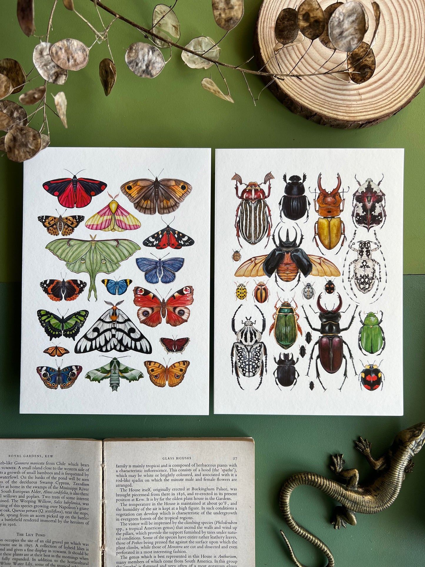 Beetles and Moths and Butterflies Print Set