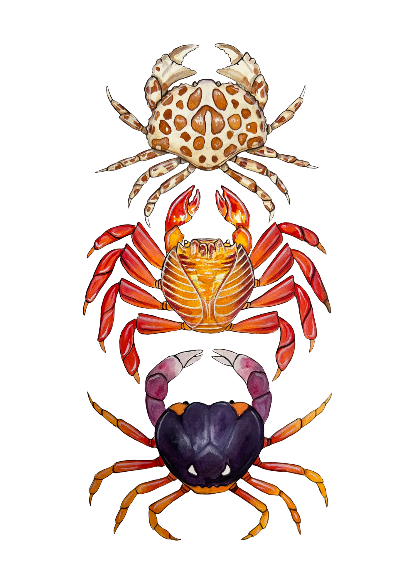 Crabs Print, Marine life