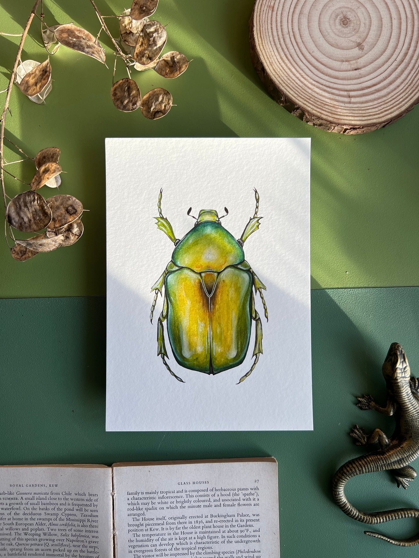 Jewel Flower Beetle // protaetia aeruginosa