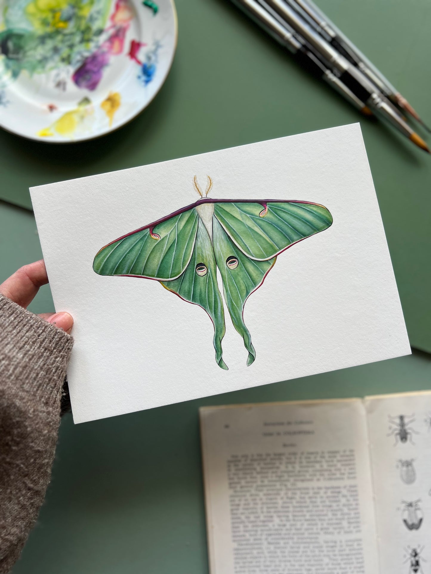 Luna Moth