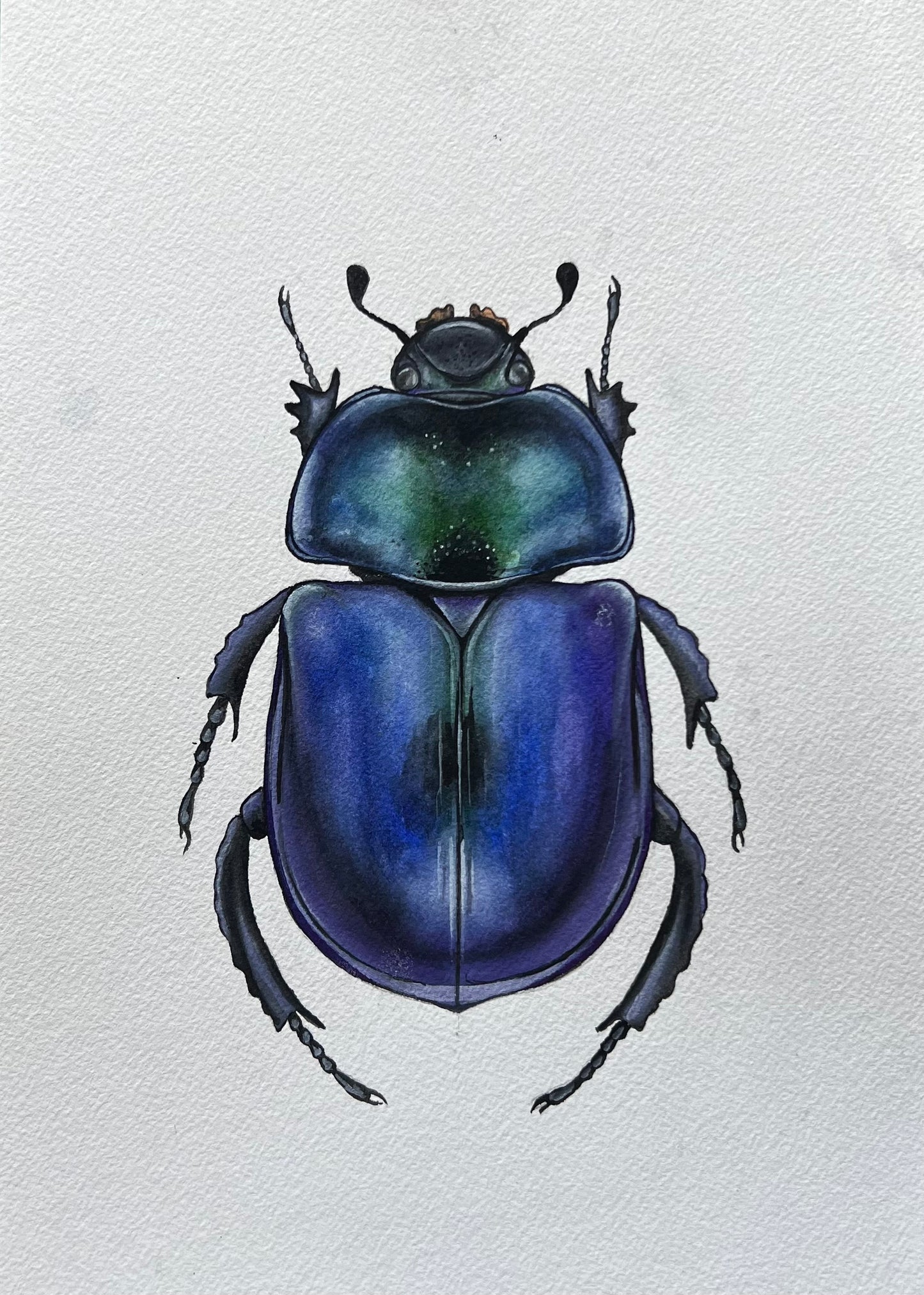 Spring Dor Beetle