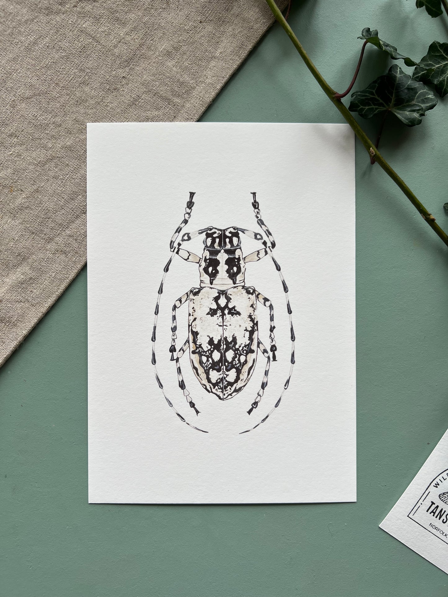 Longhorn Beetle