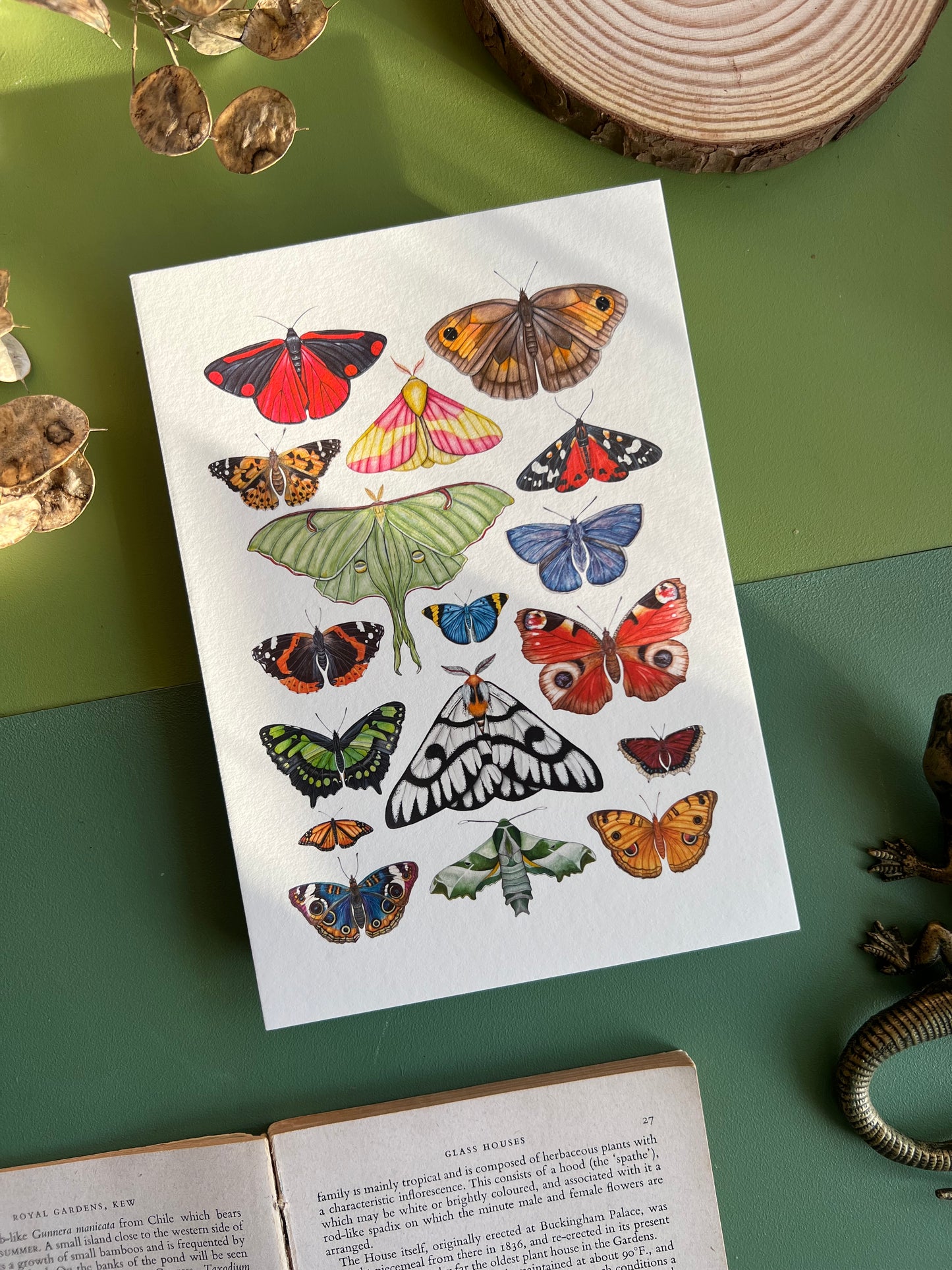 Beetles and Moths and Butterflies Print Set