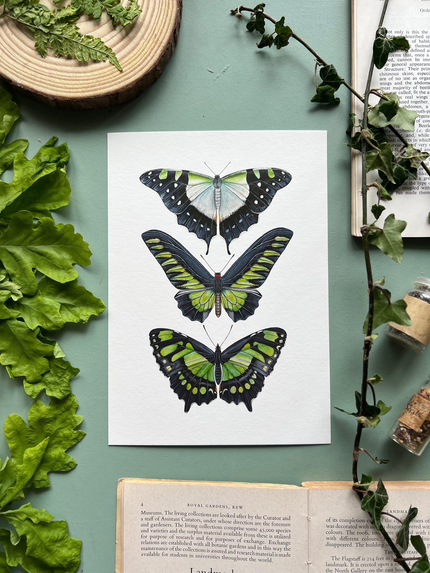 Green Butterfly Species