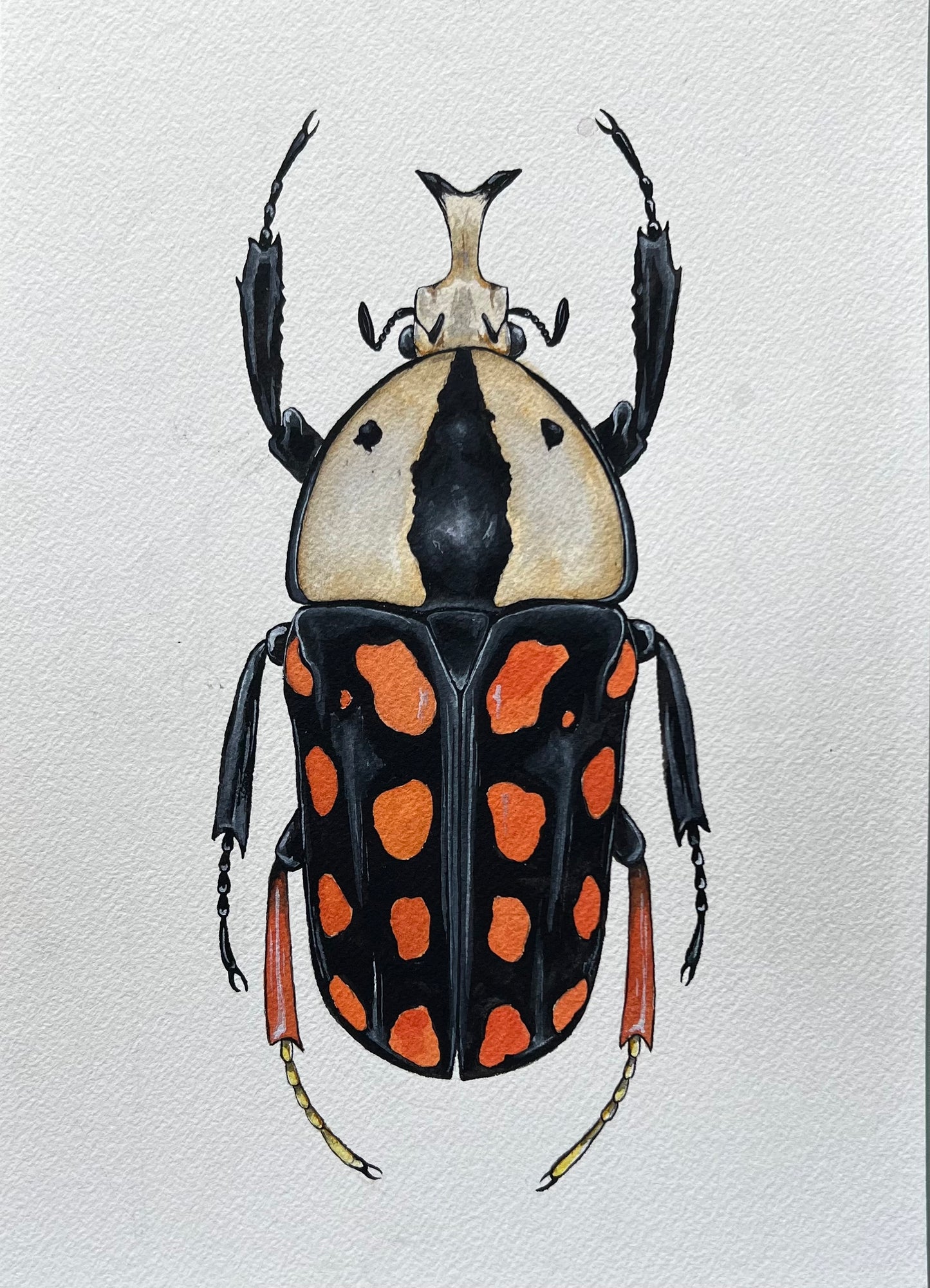 Fruit Beetle