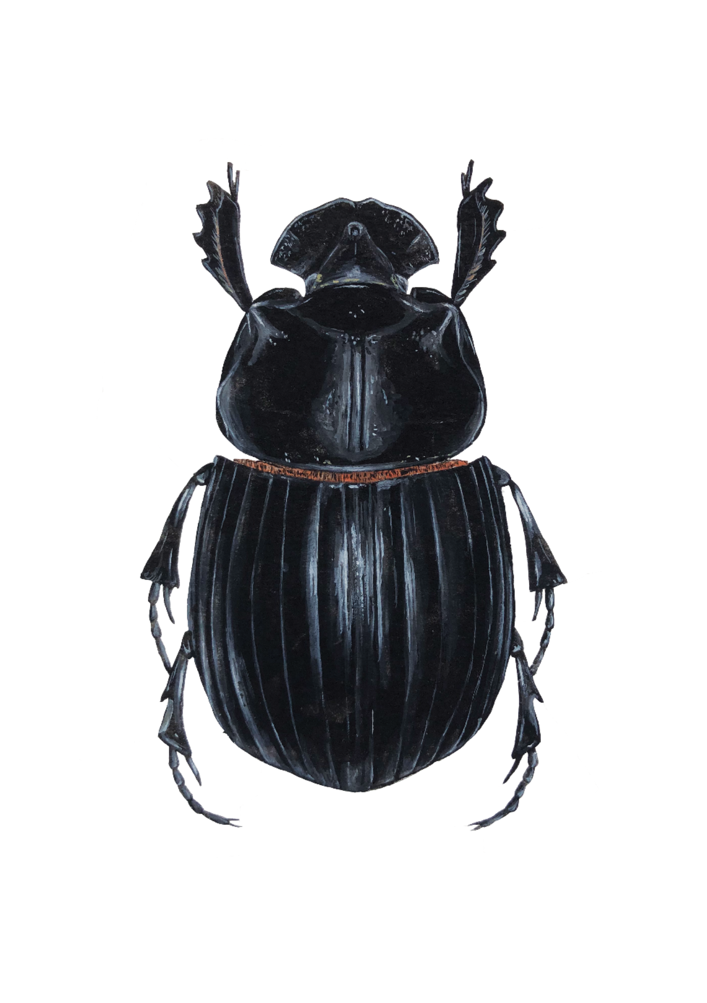 Horned Dung Beetle