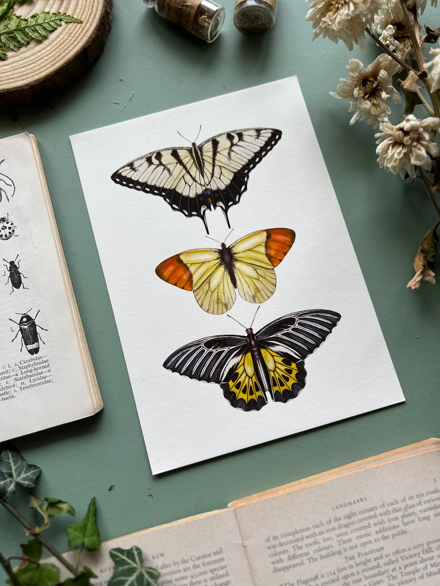 Yellow Butterfly Species