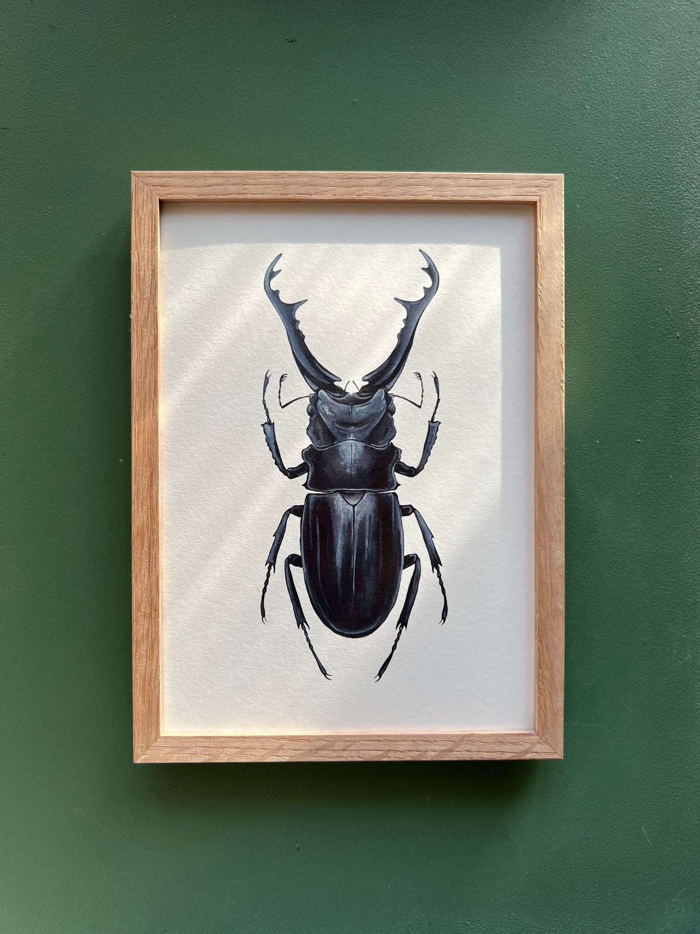 Giraffe Stag Beetle