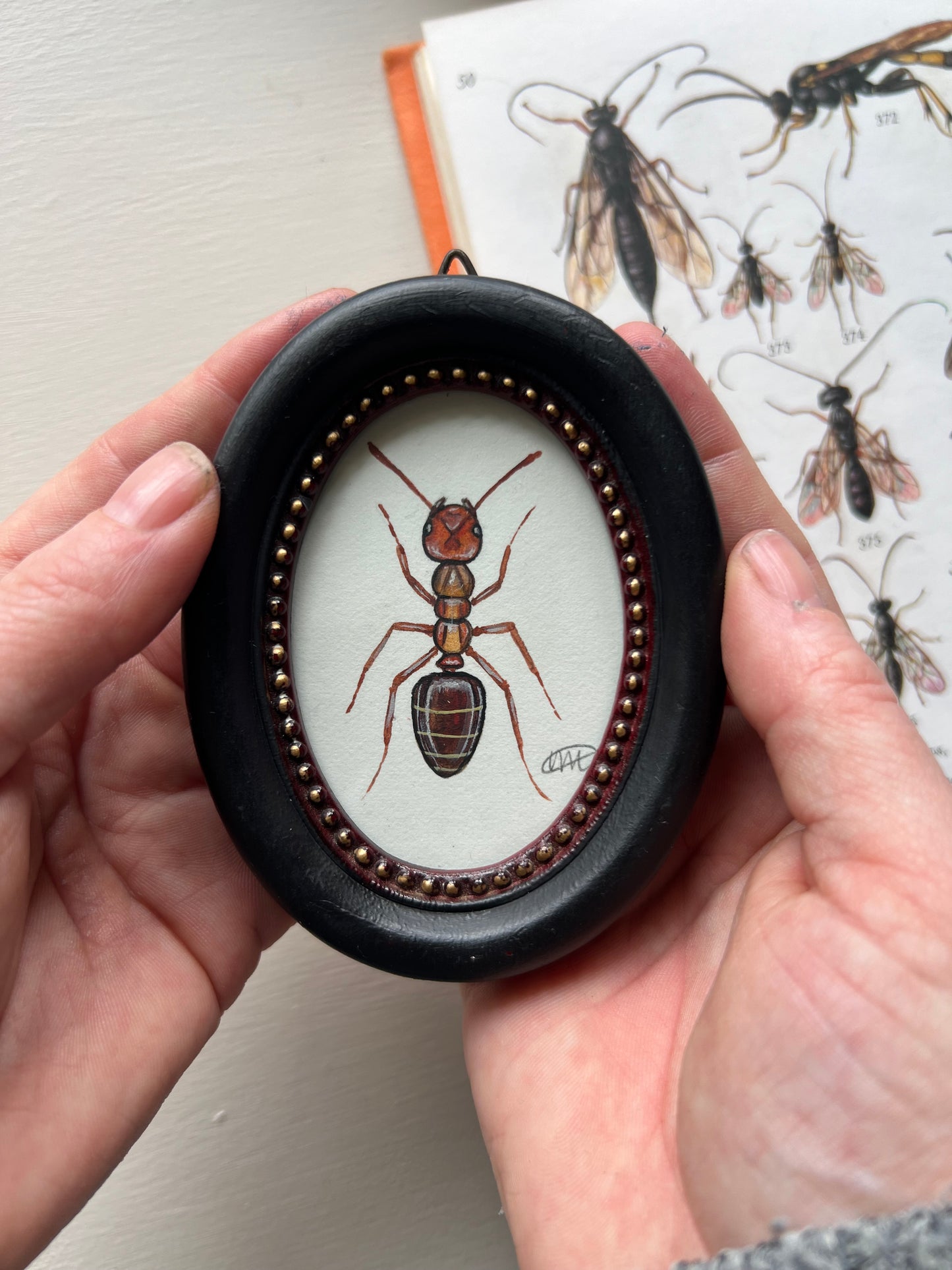 Red Ant