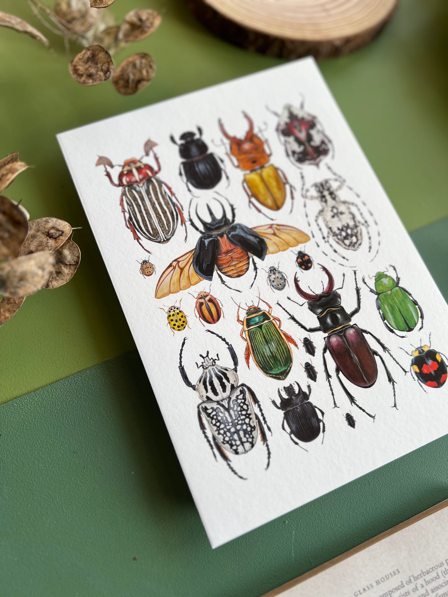 Beetles and Moths and Butterflies Print Set