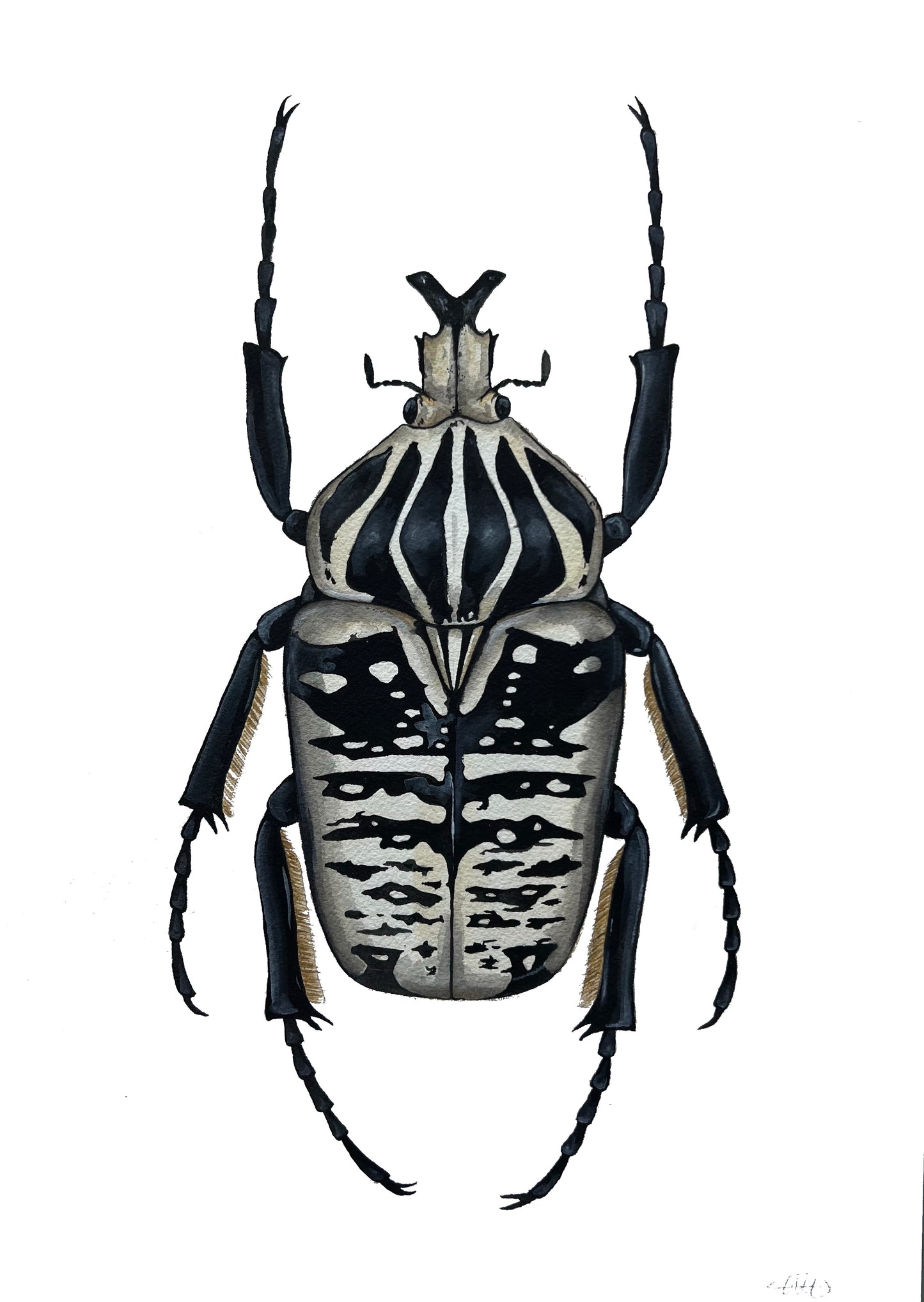 Goliath Beetle 11.7” x 16.5”