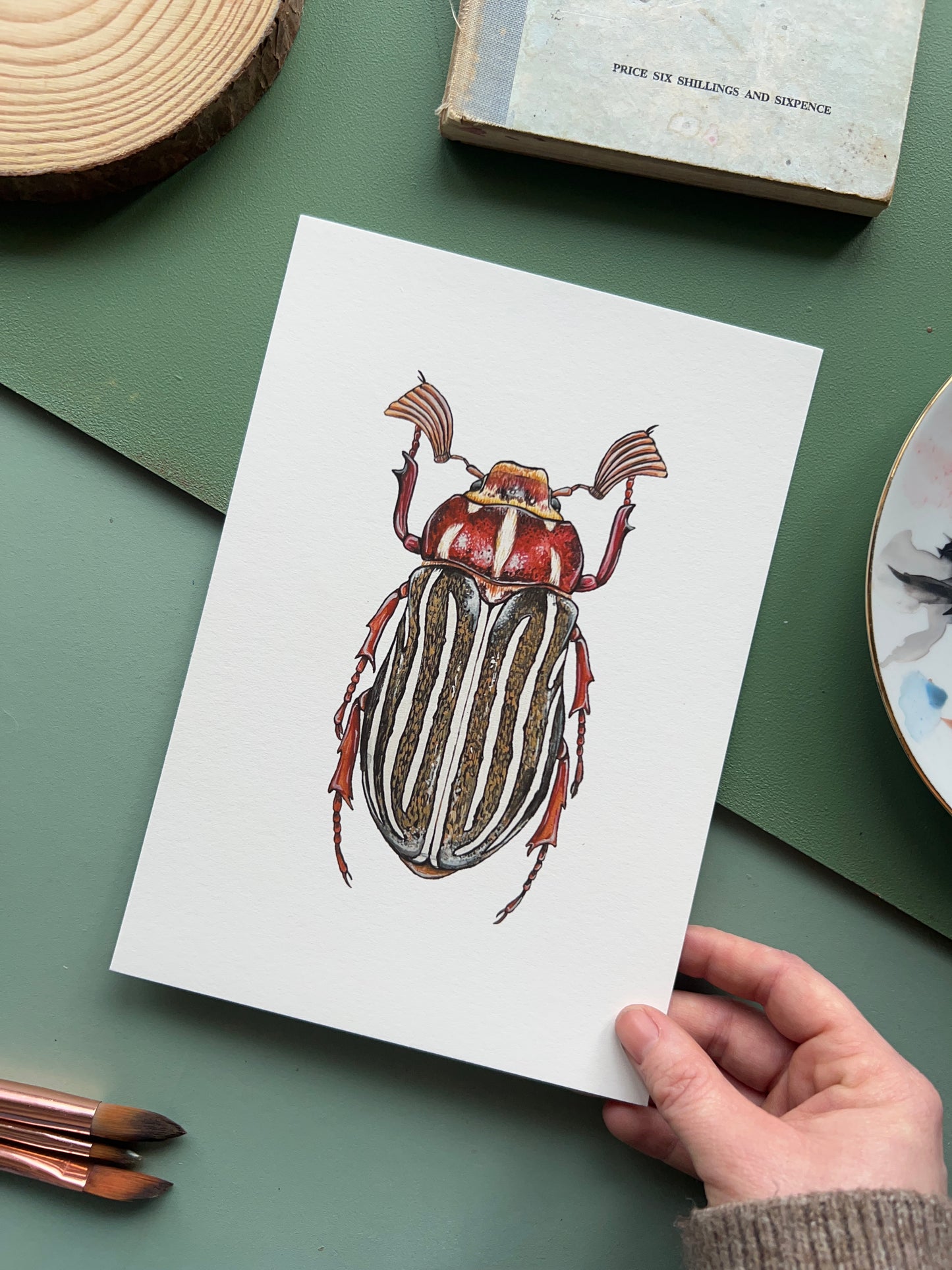 Ten-lined June Beetle