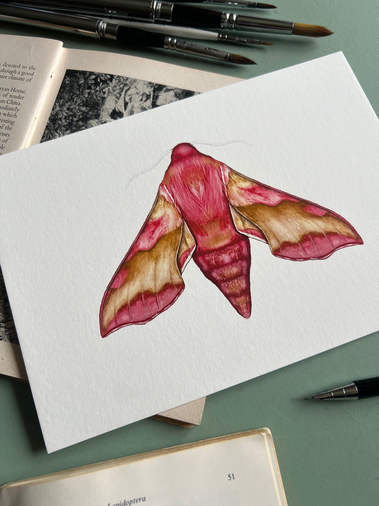 Small Elephant Hawk moth