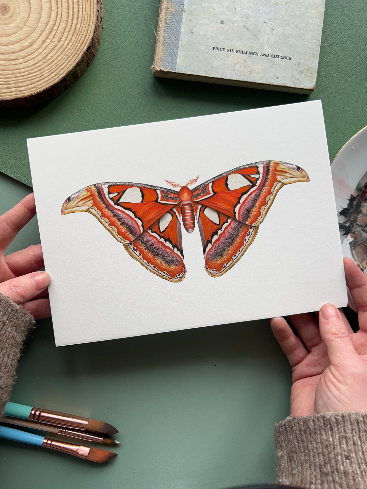 Atlas Moth