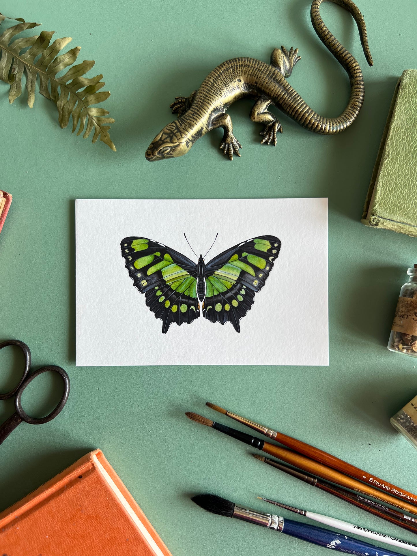 Malachite Butterfly